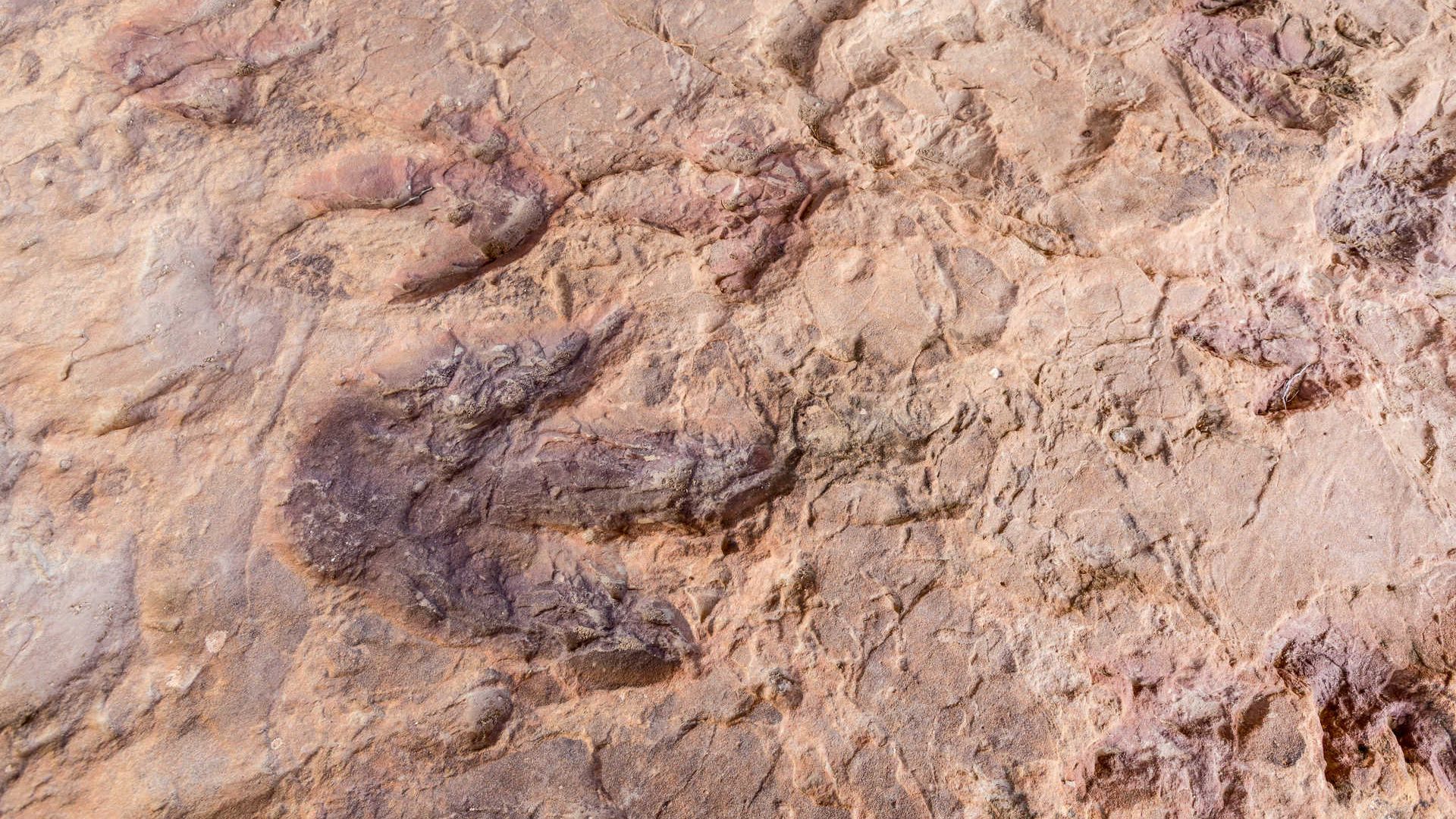 Yacimiento dinosaurios
