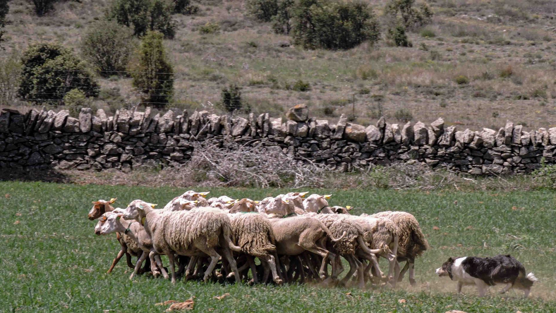 Concurs de Gossos de Rabera a Ares del Maestrat