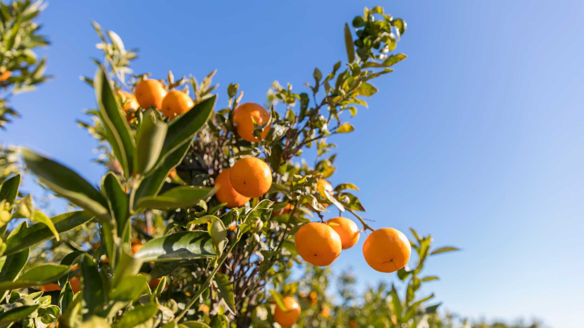 naranjas comunitat valenciana