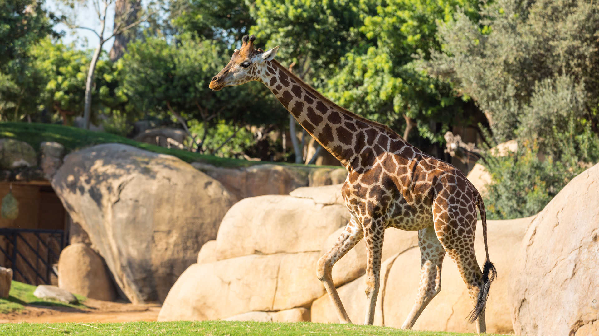 Bioparc Valencia: Travel to Africa without leaving the city
