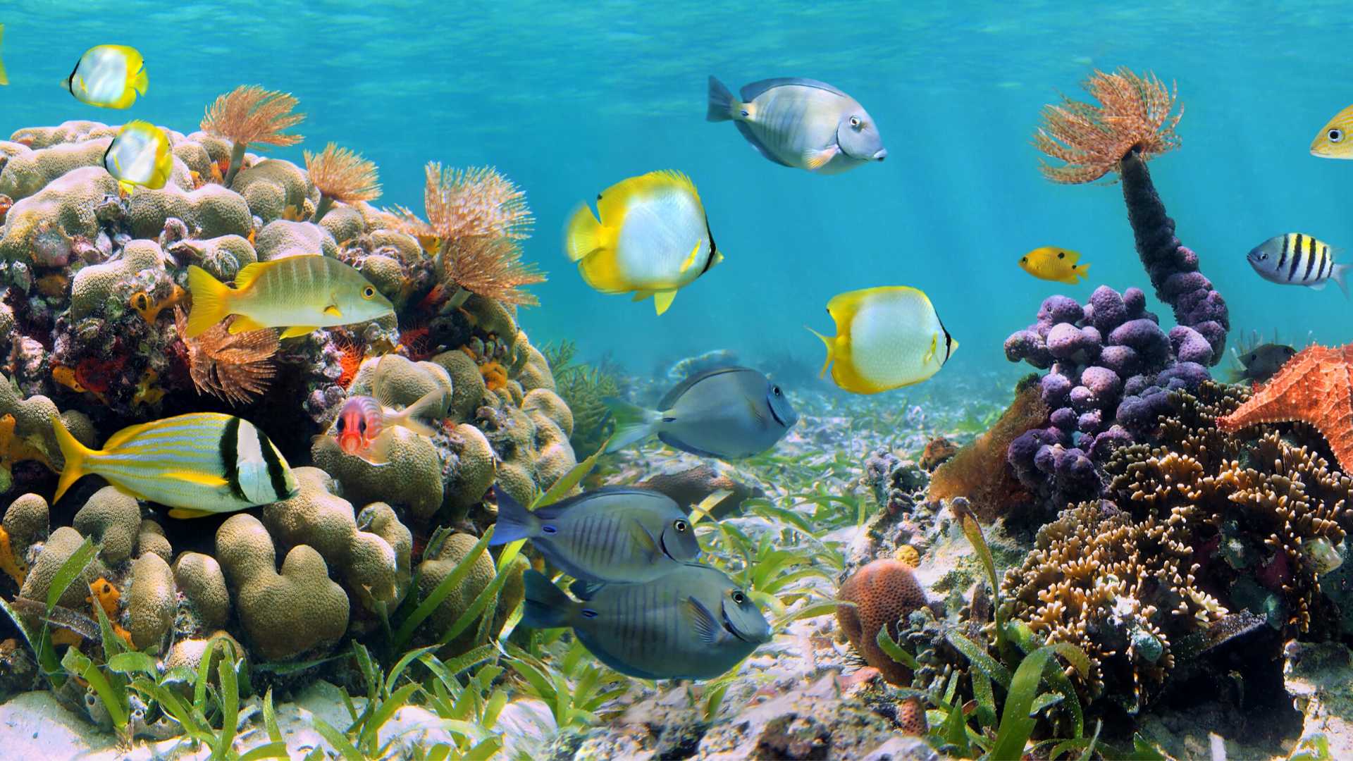 The biodiversity of our beaches