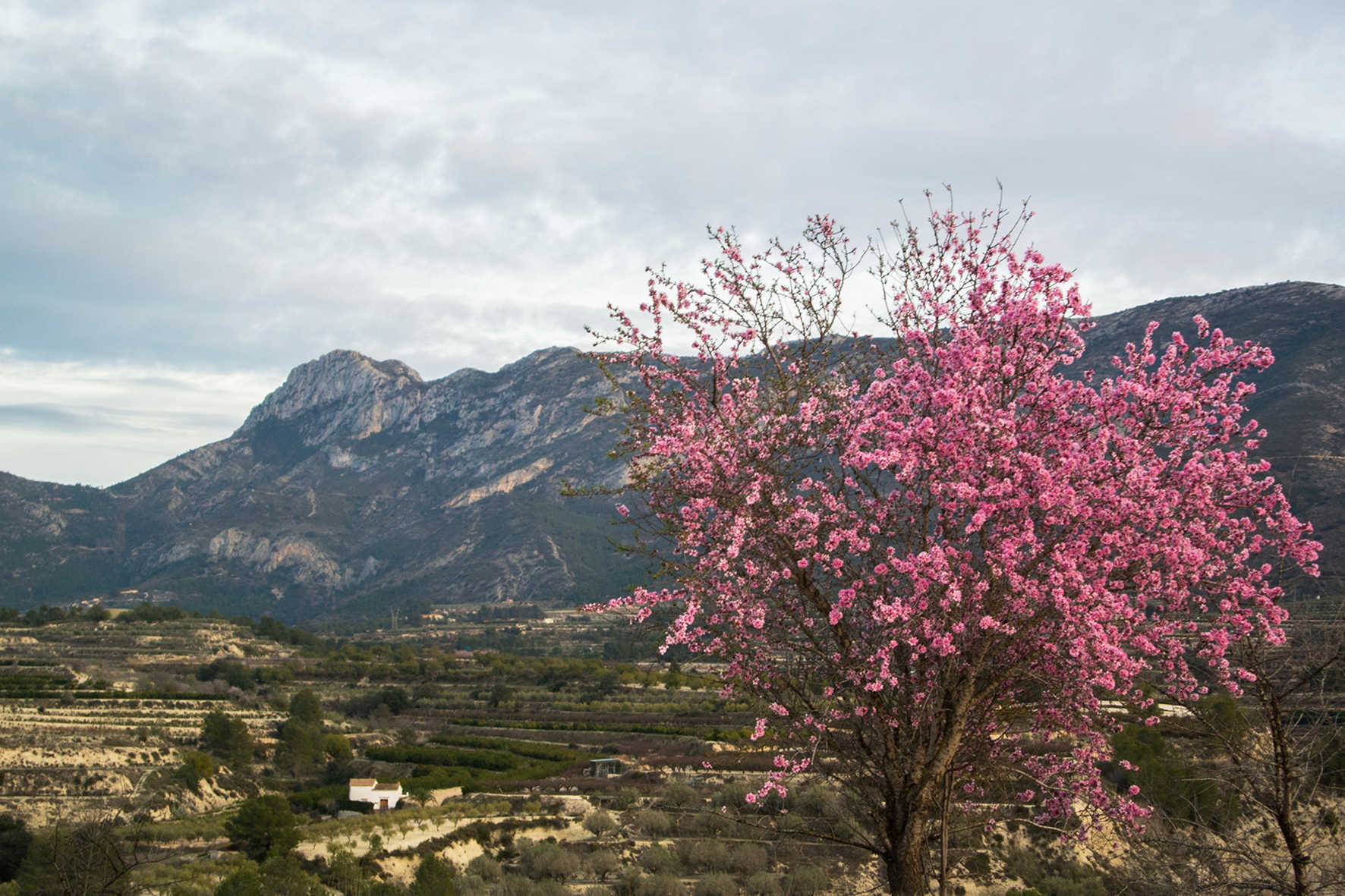 Atzeneta d'Albaida