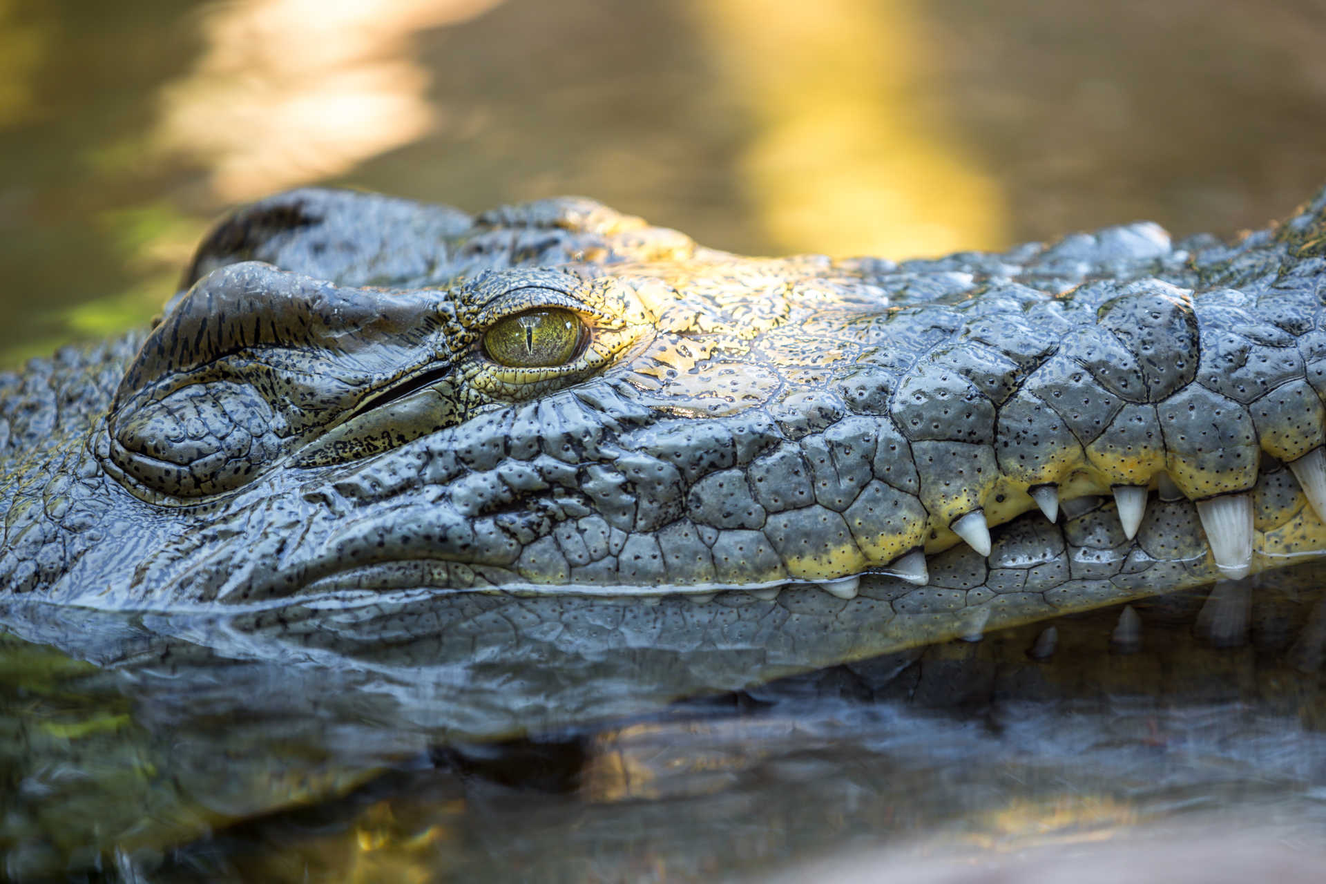 Bioparc Valencia, un espace exclusif pour les animaux