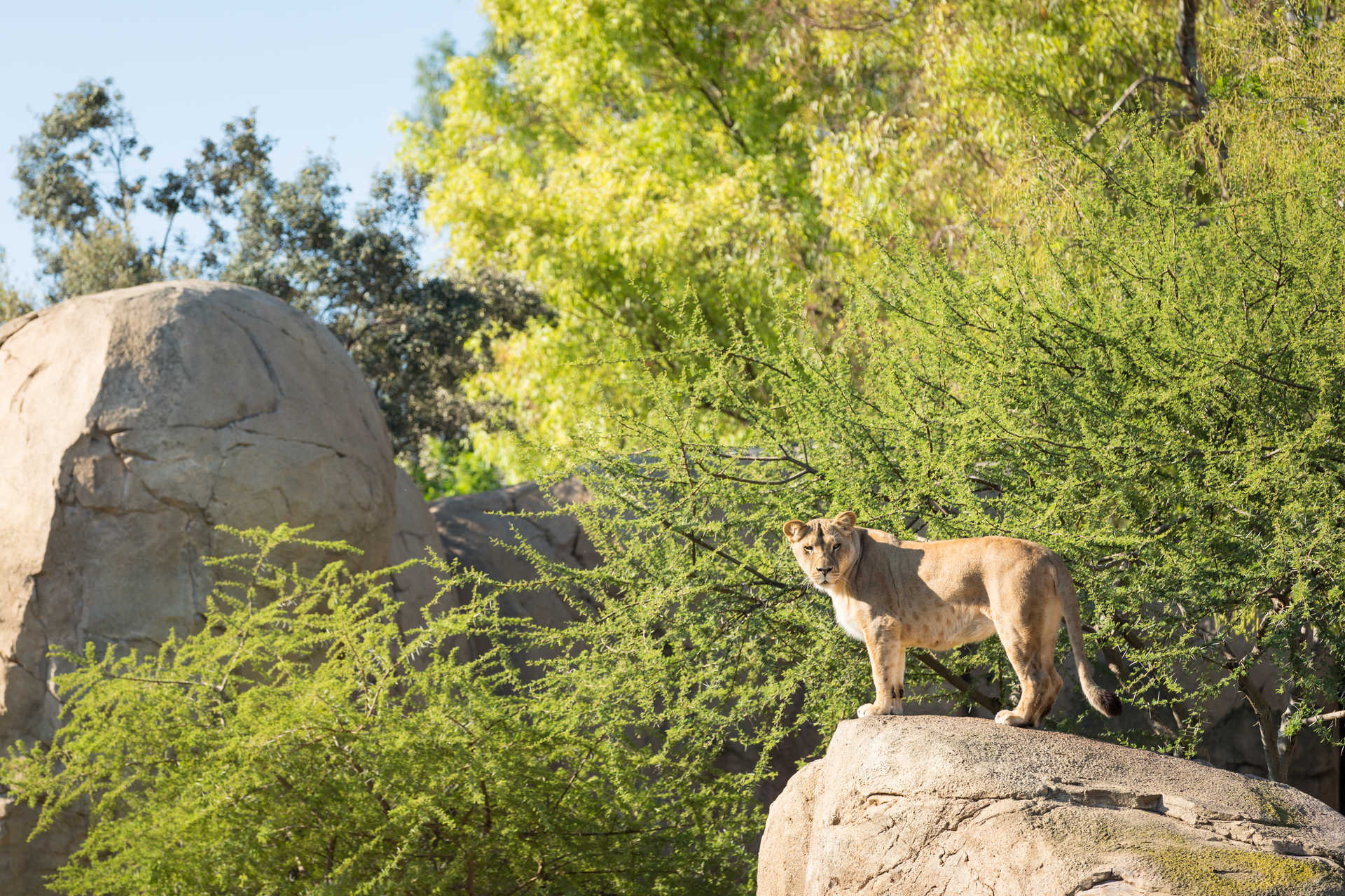 Bioparc Valencia, space for the animals