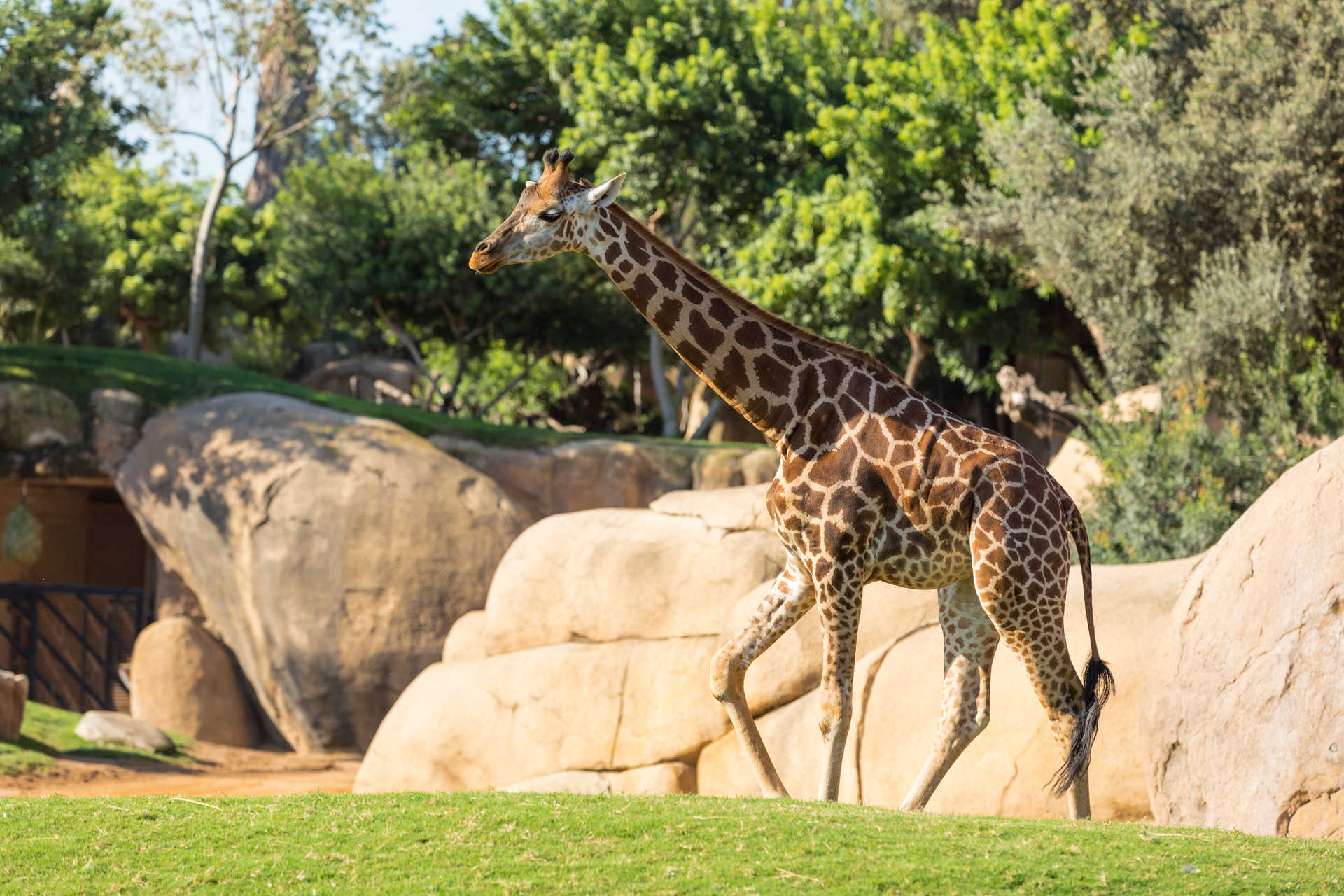 Bioparc Valencia, un espace exclusif pour les animaux