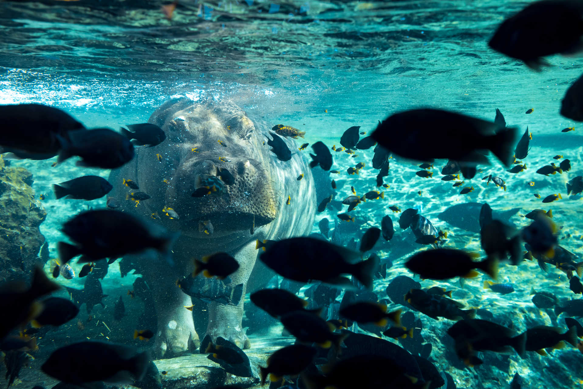 Bioparc Valencia, space for the animals