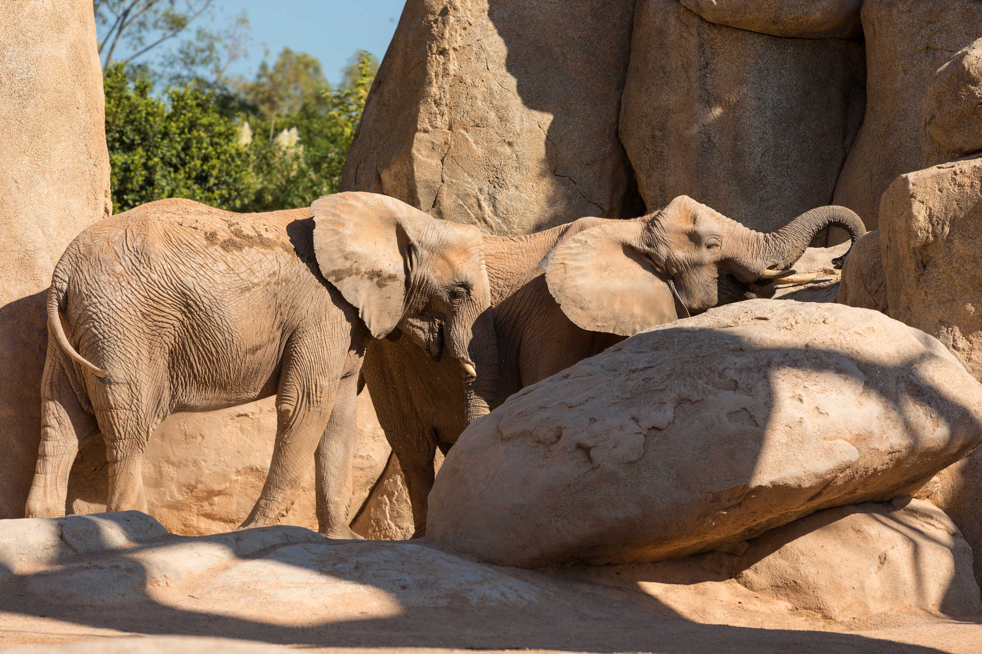 Bioparc València, espai per als animals