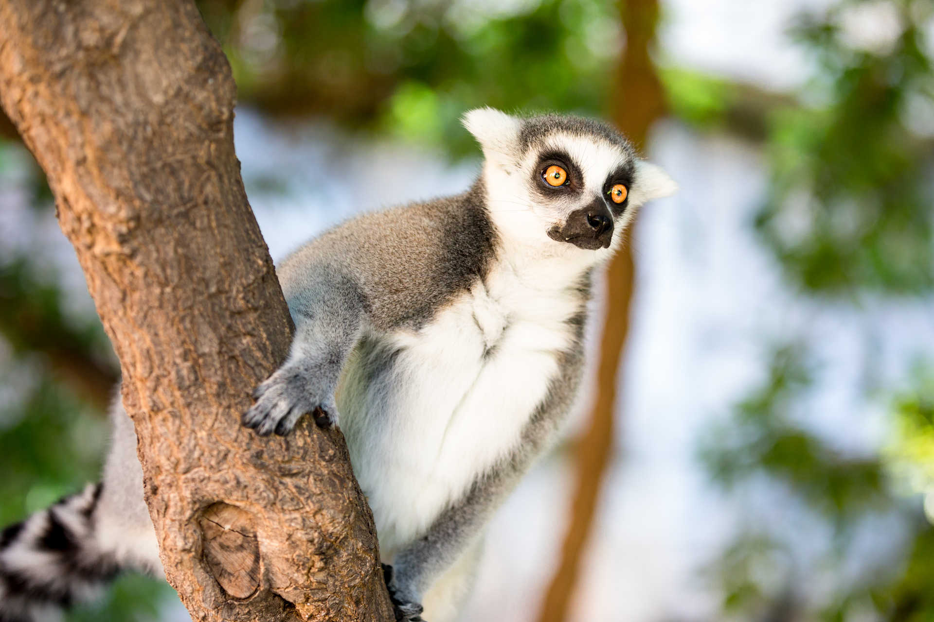 Der Bioparc Valencia, ein platz für Tiere