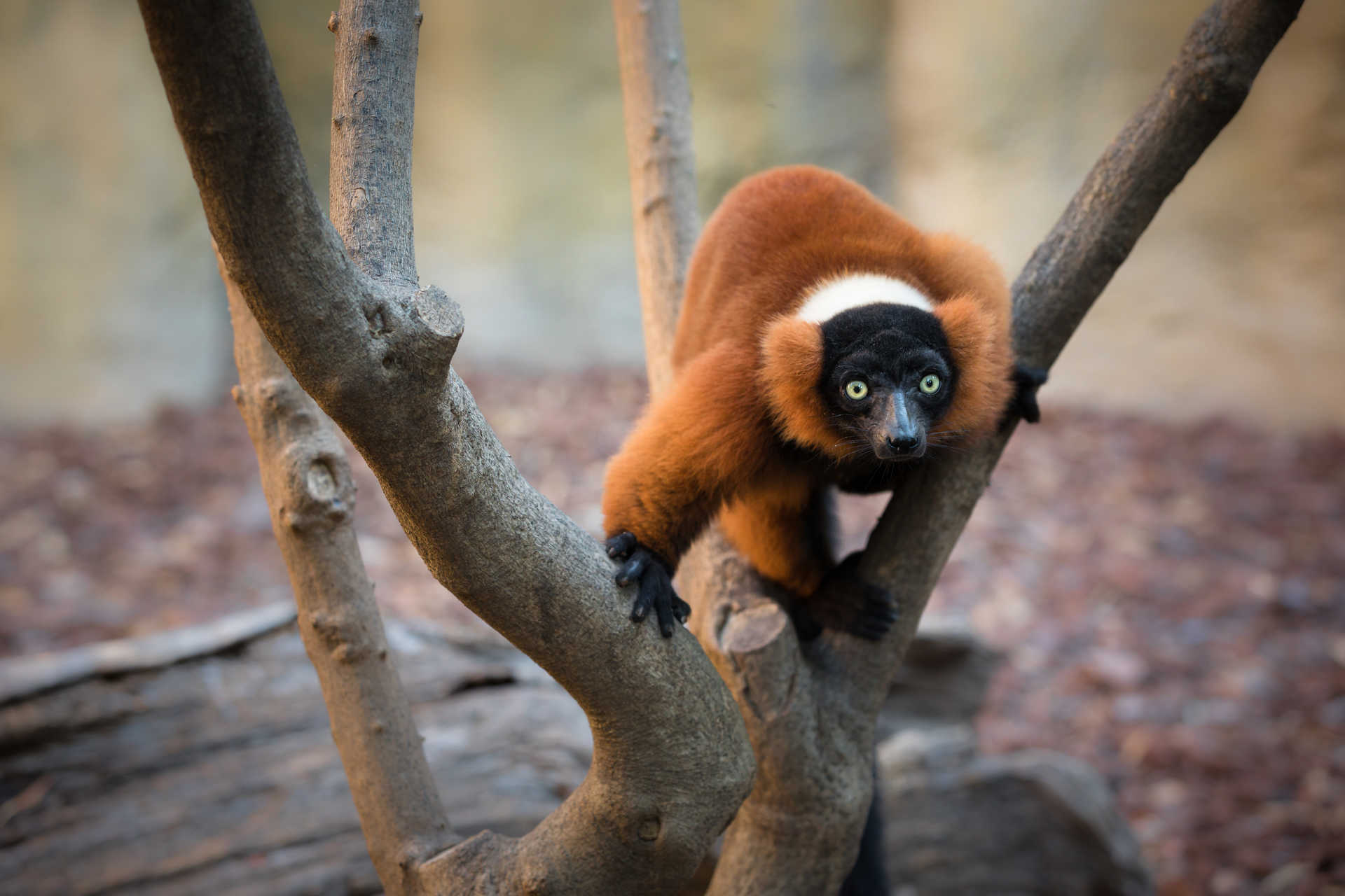 Der Bioparc Valencia, ein platz für Tiere