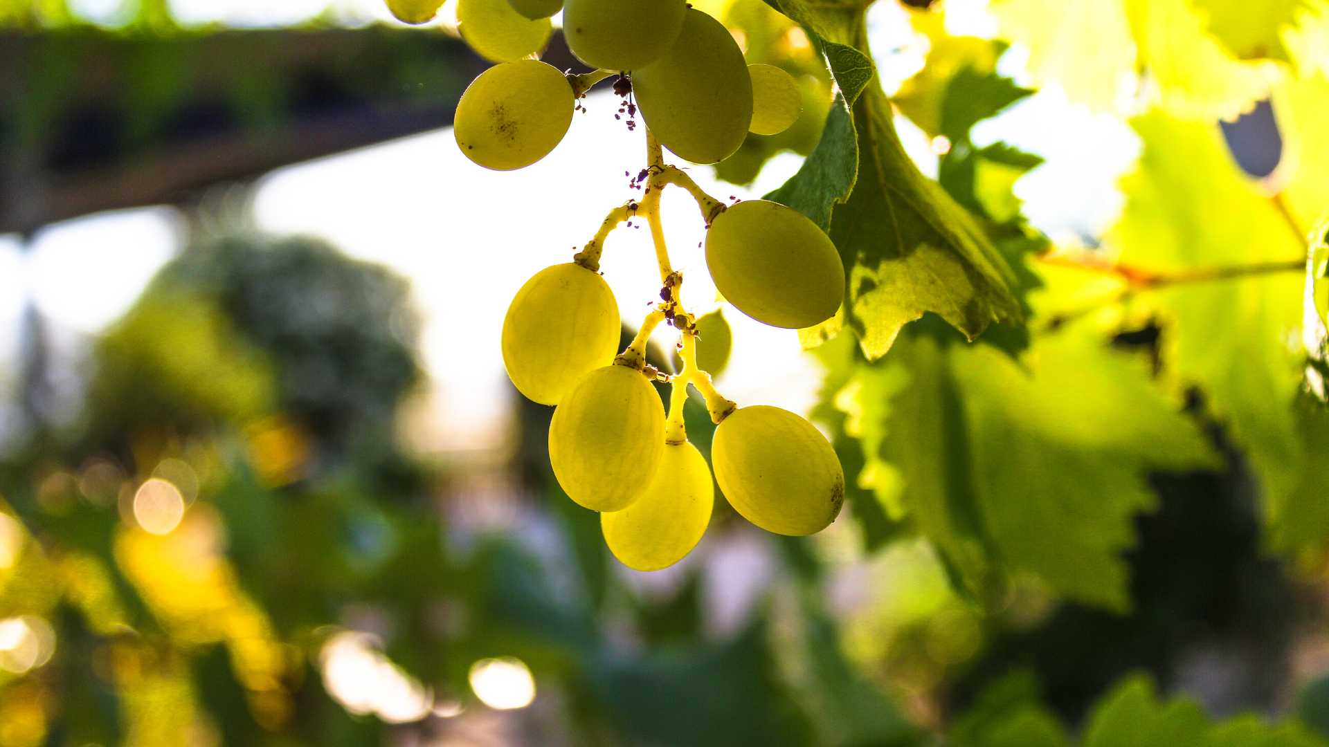 bodegues utiel requena