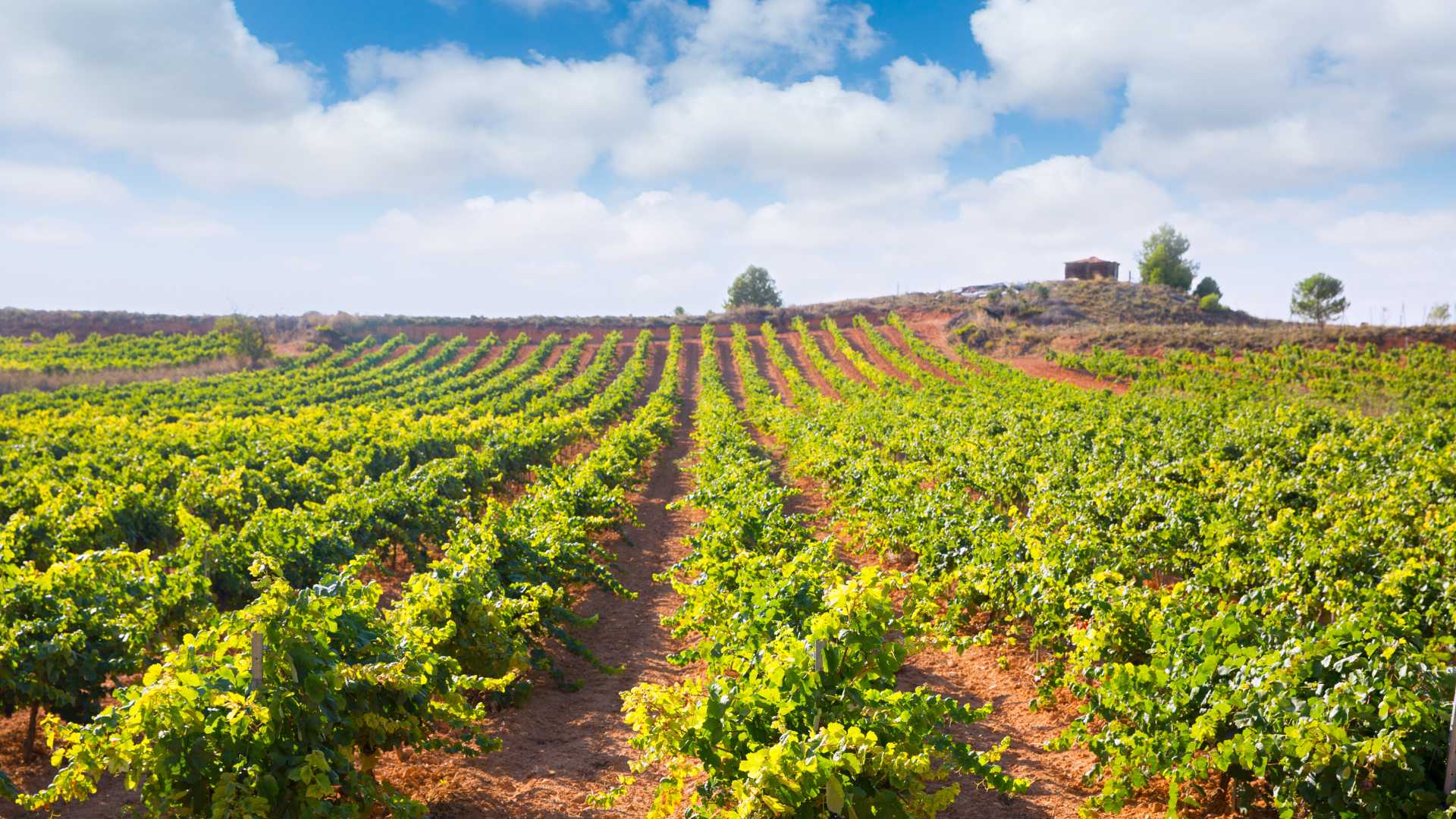 wine tourism requena