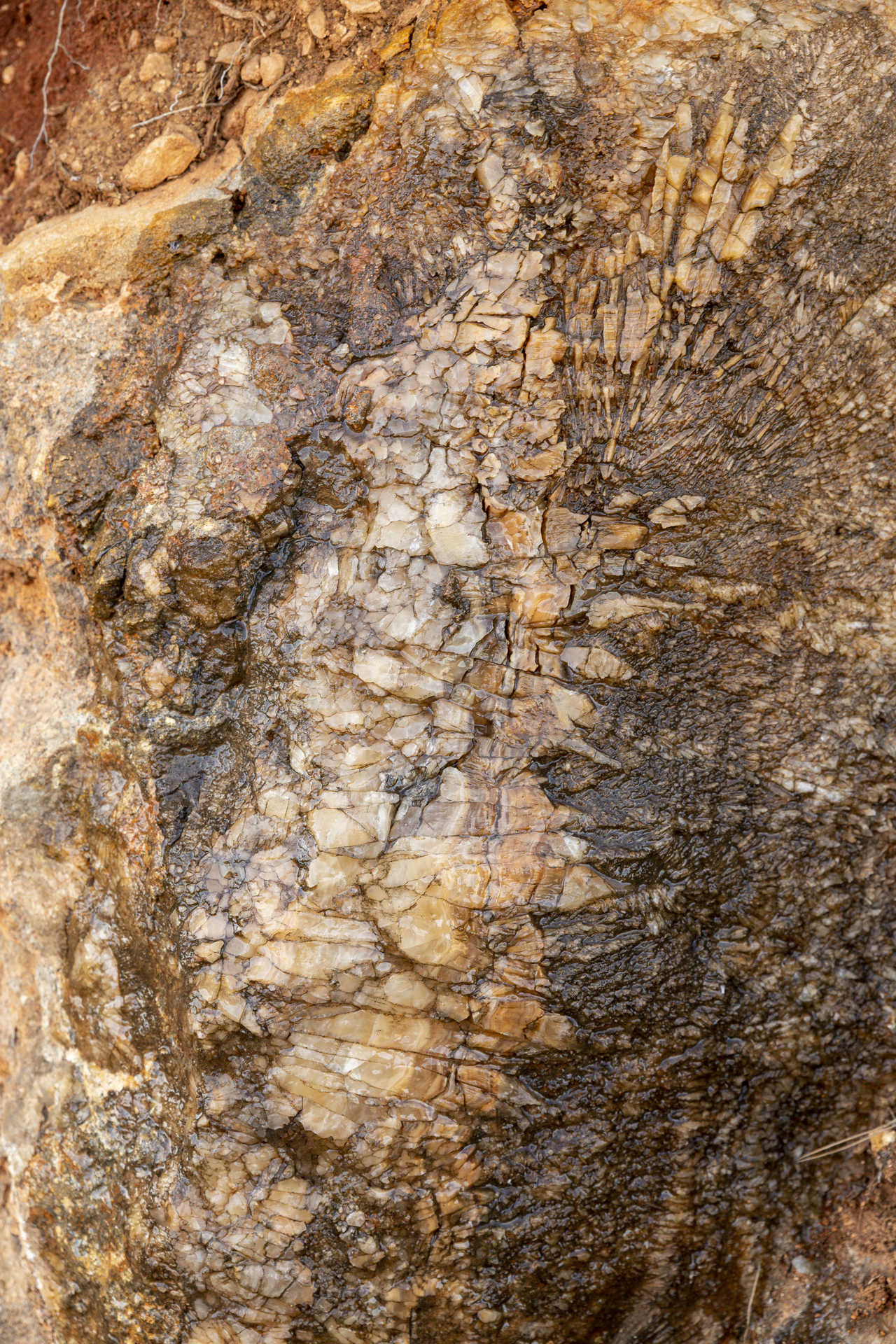Fossilised tree