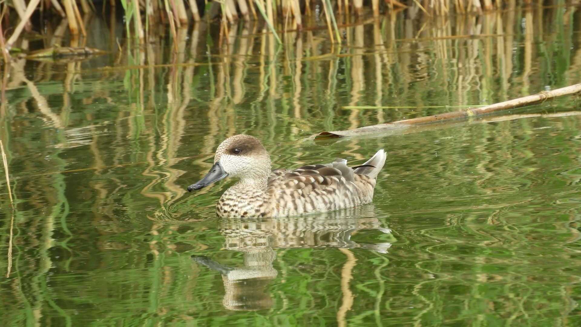 birdwatching albufera valencia,