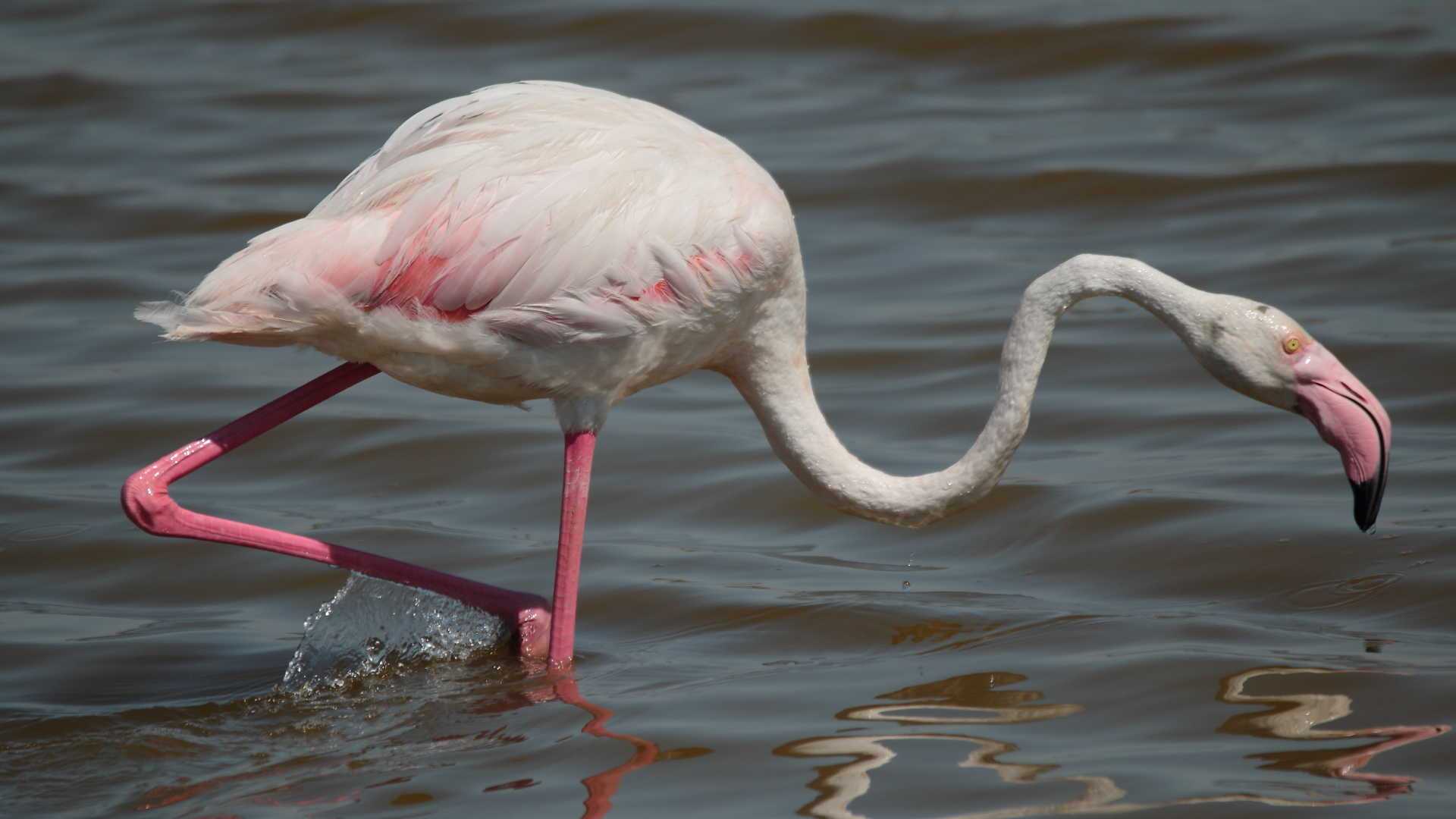 birdwatching spain