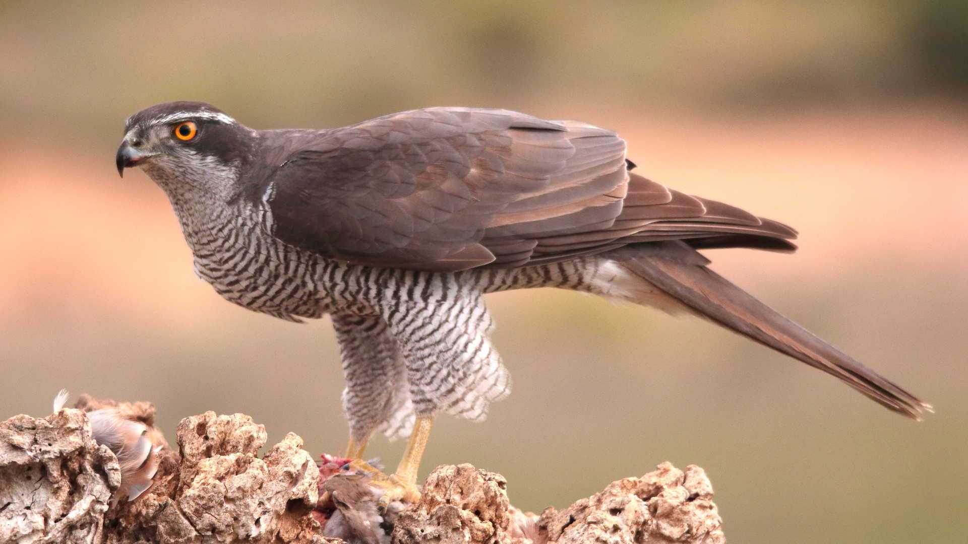 valencia visites guidees observation d oiseaux