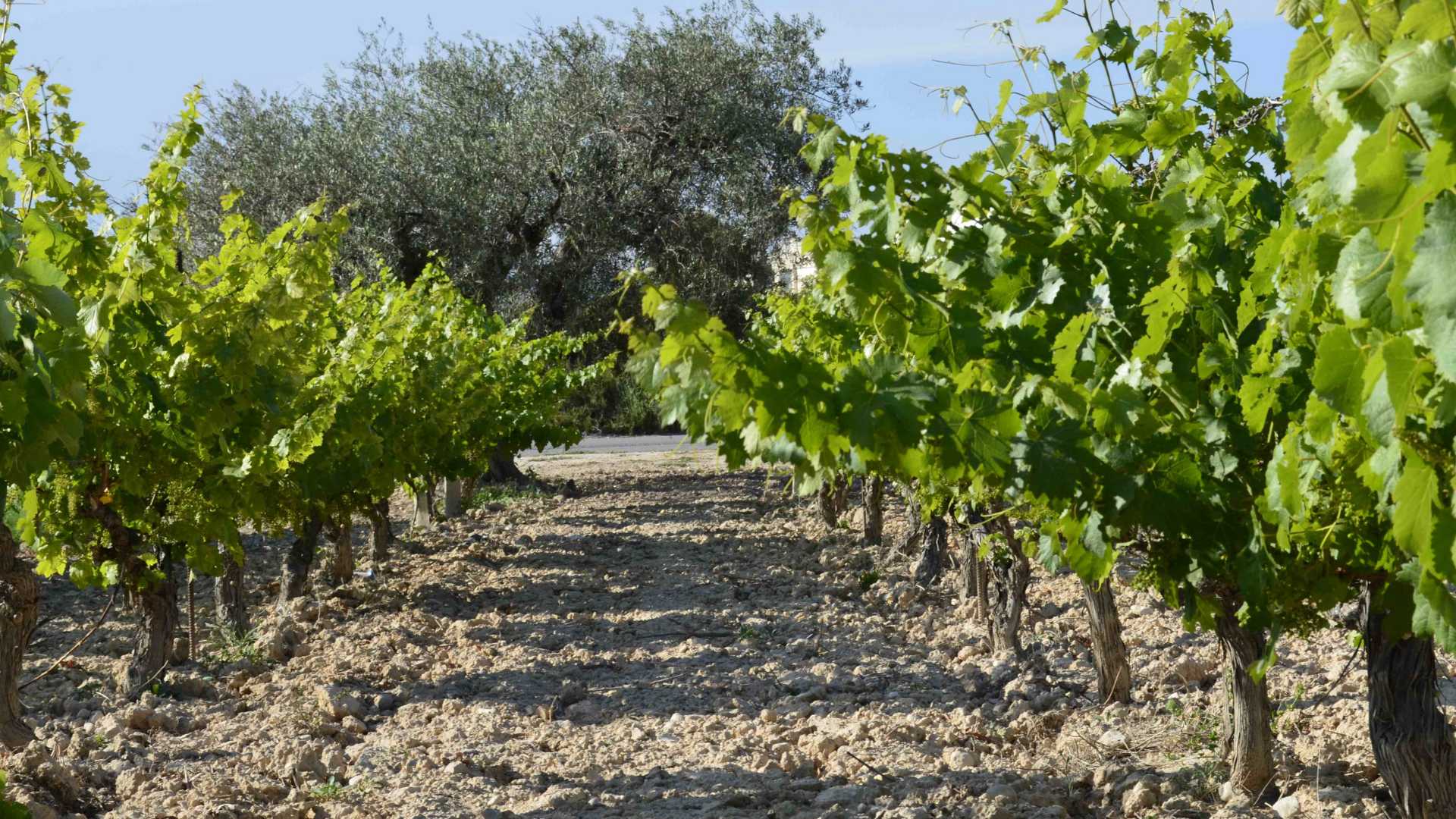 bodegas faelo visites