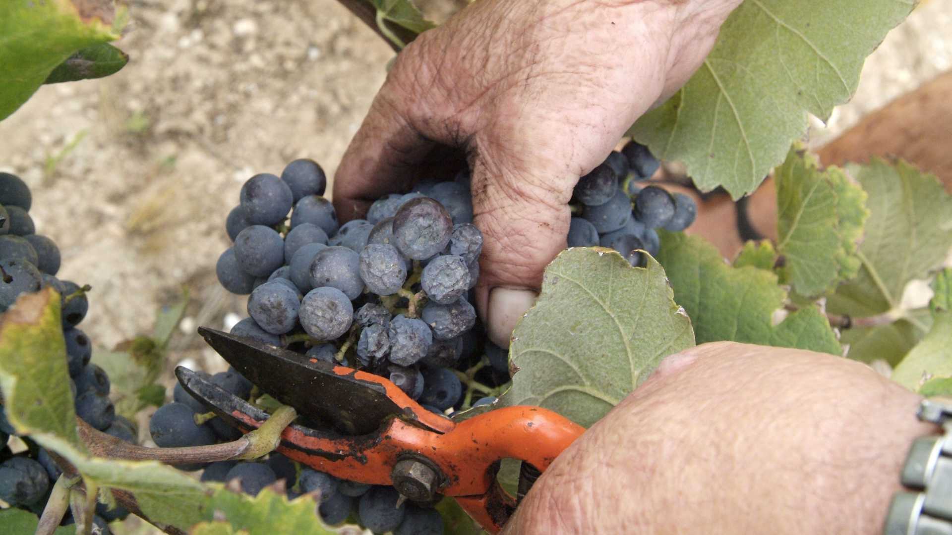 bodegas faelo elche