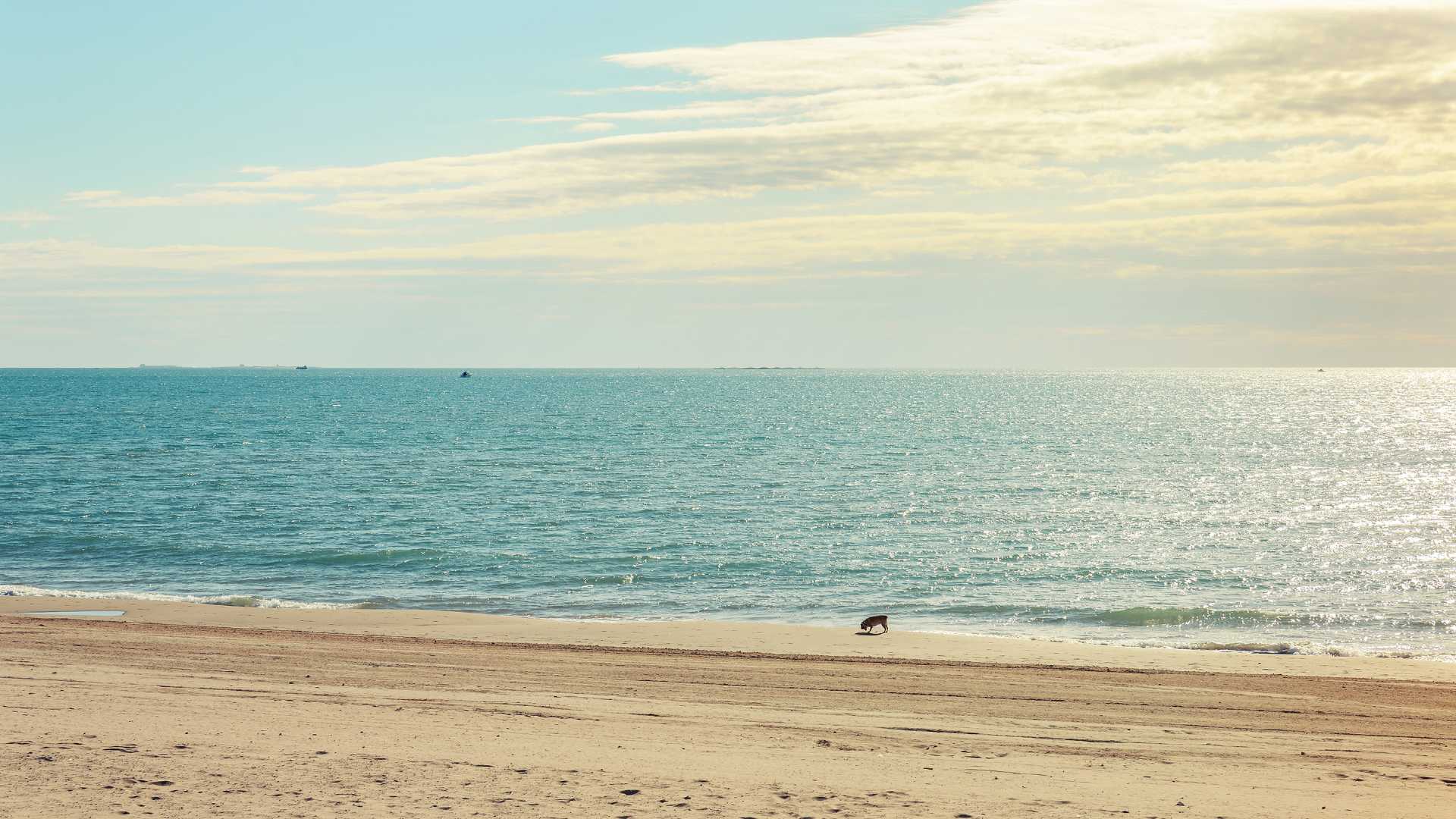 strände für hunde in castellon