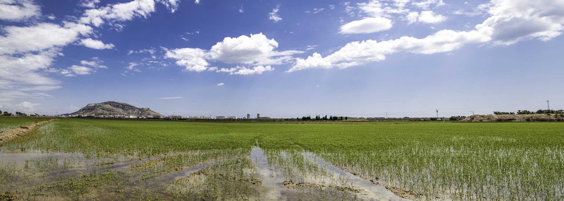 Arrozales
