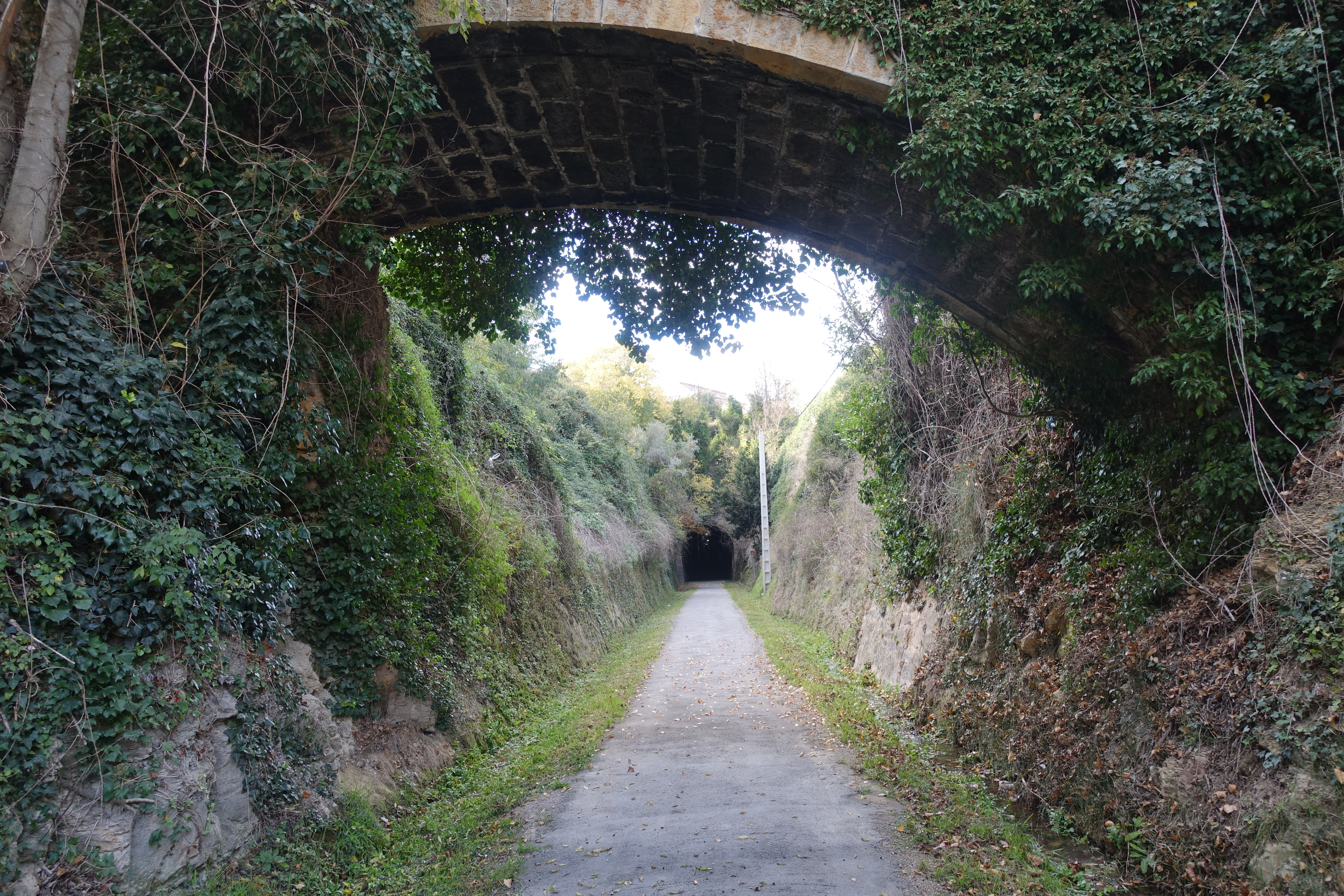 via verde de ojos negros