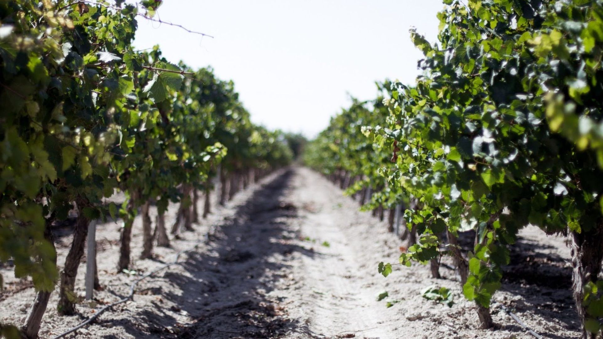 pago de tharsys bodega et vignobles,