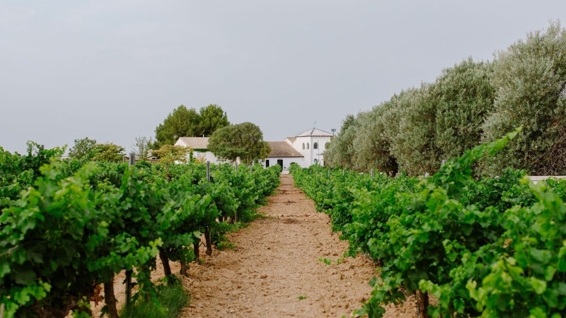 Pago de Tharsys Denominación de Origen Protegida,