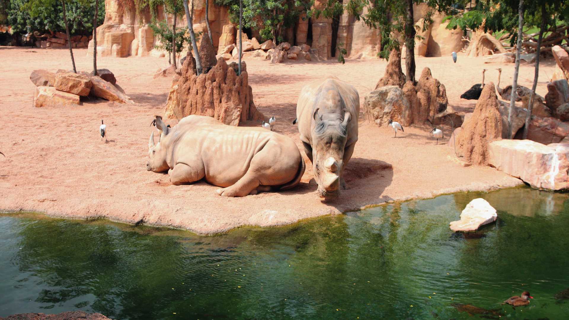 Réouverture du Bioparc