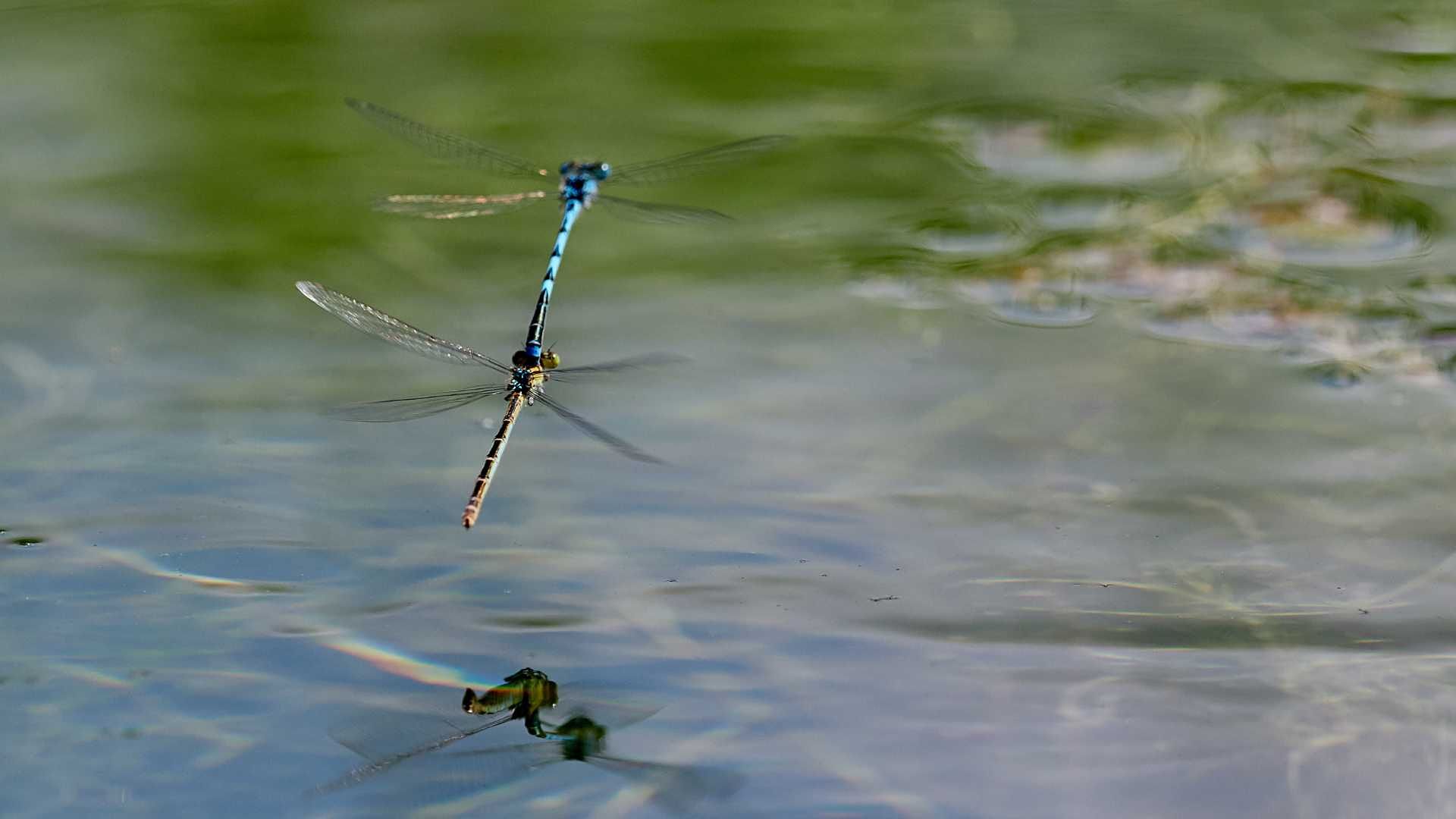 Enguera