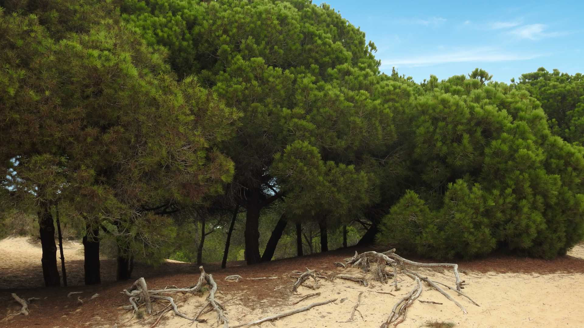 Elche PLAYA EL PINET