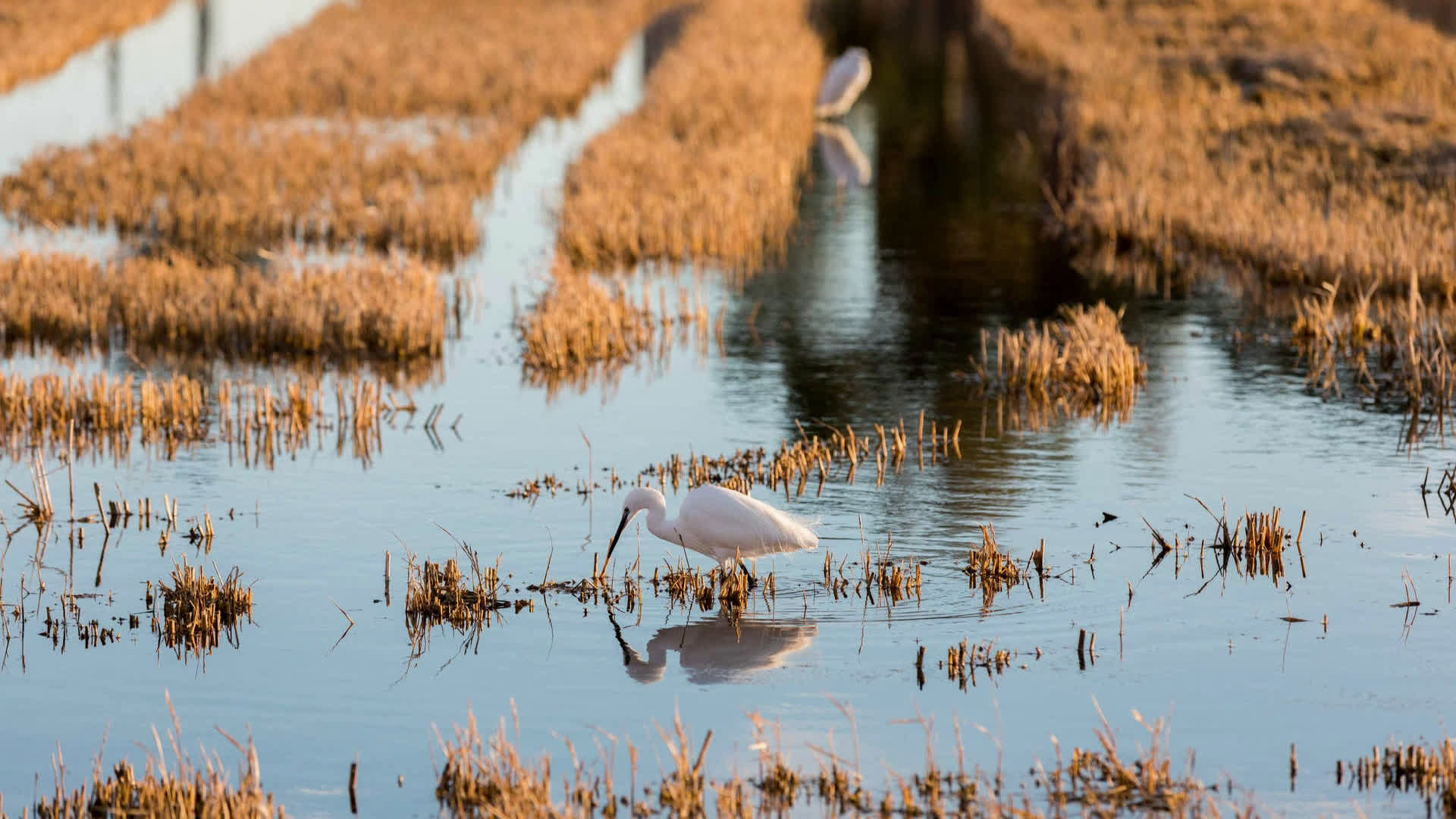 Albufera