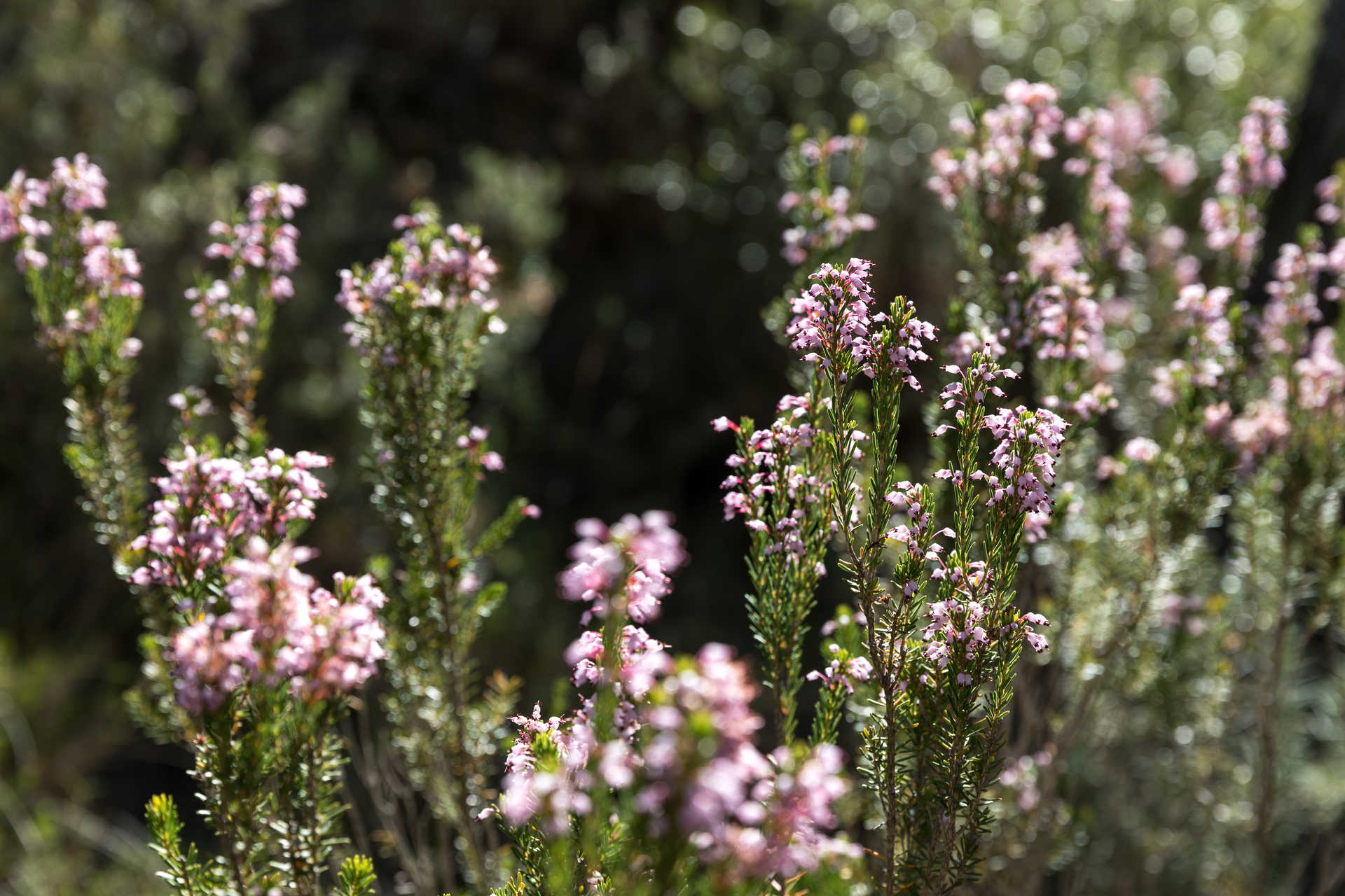 El Turia natural park