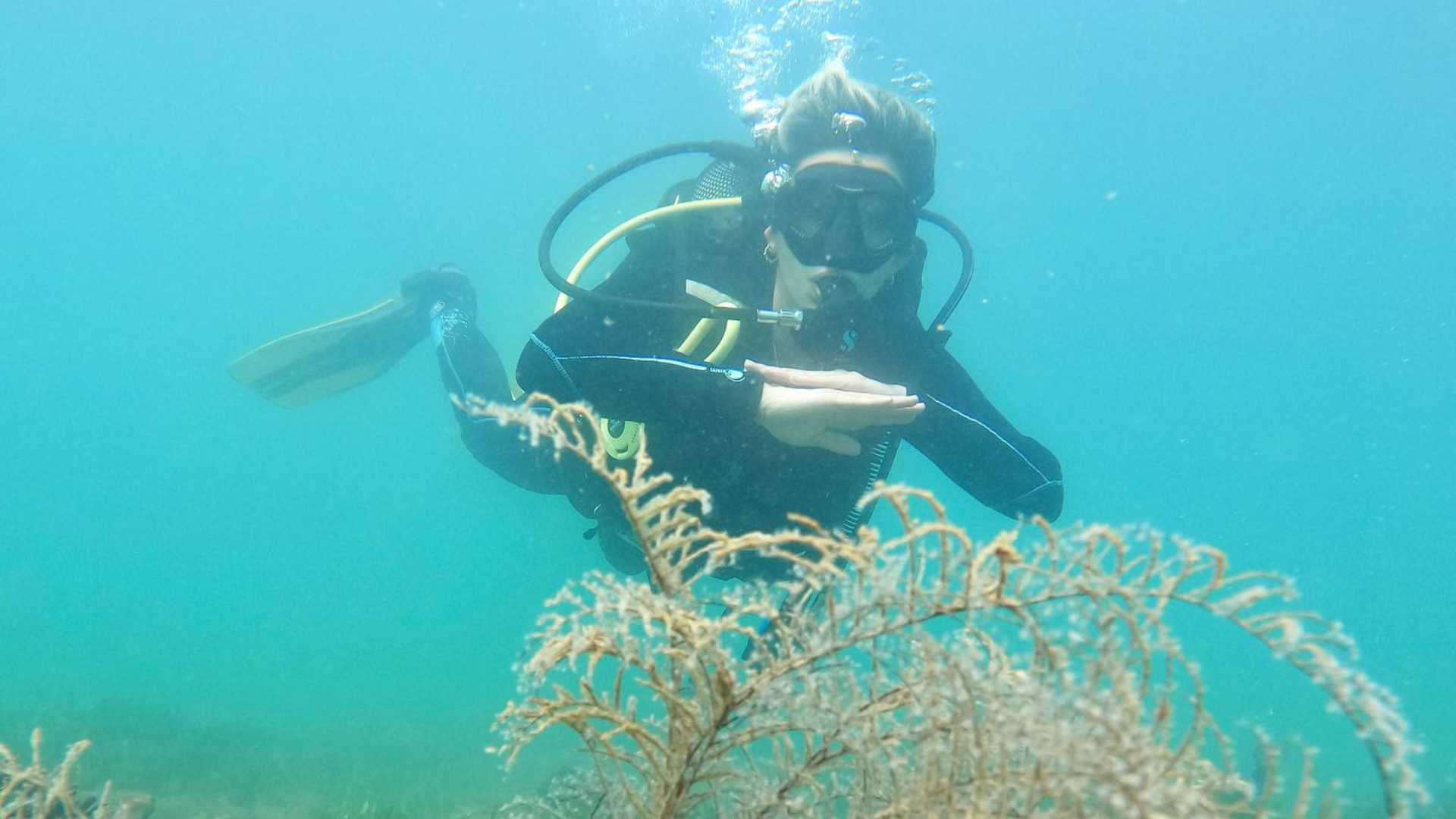 manta diving in valencia