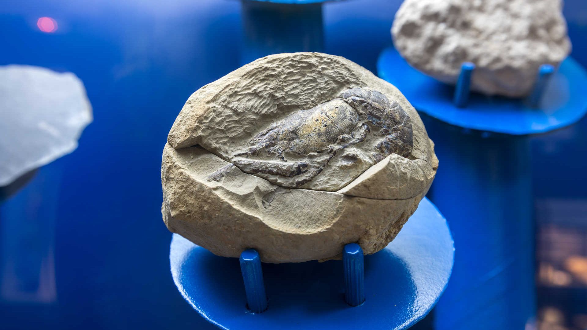 Museu Arqueològic Municipal Camilo Visedo Montó