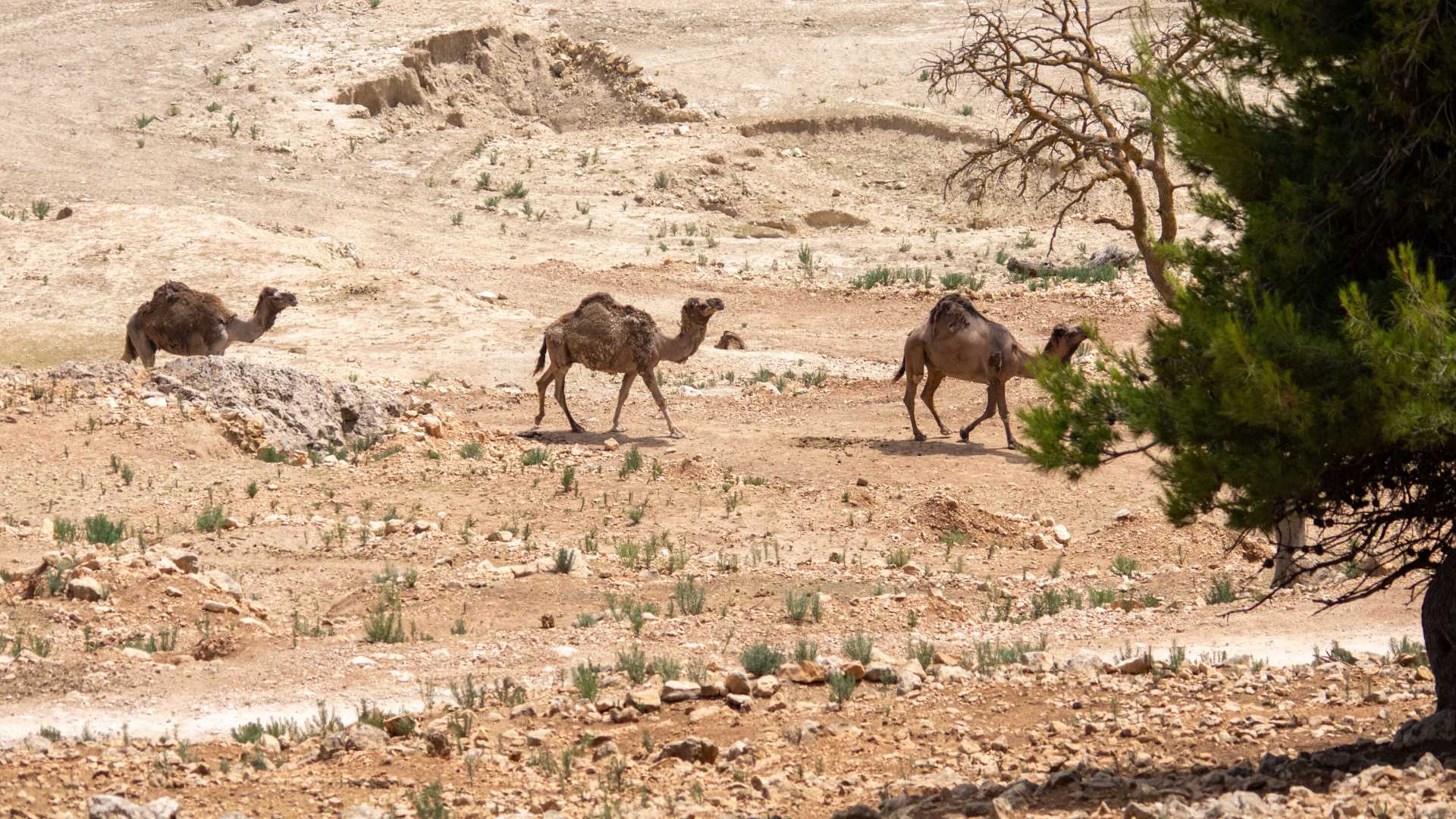 safari aitana alicante