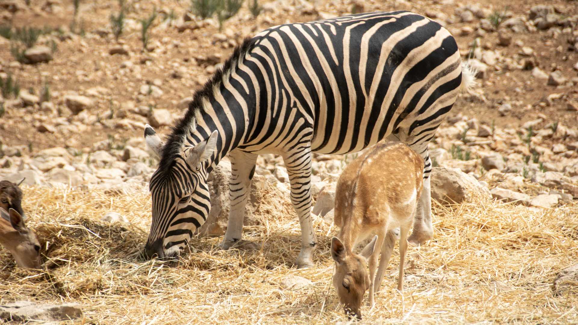 safari aitana como llegar