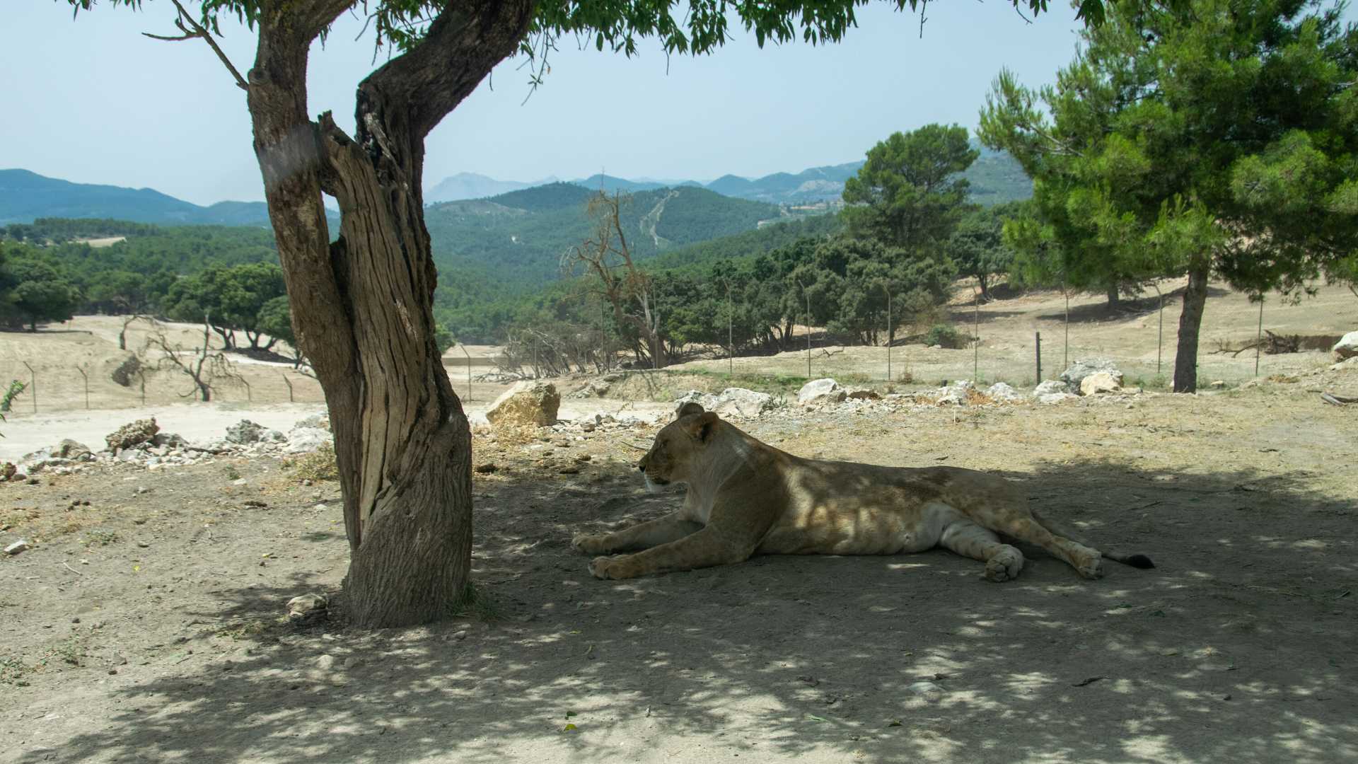 Safari Aitana