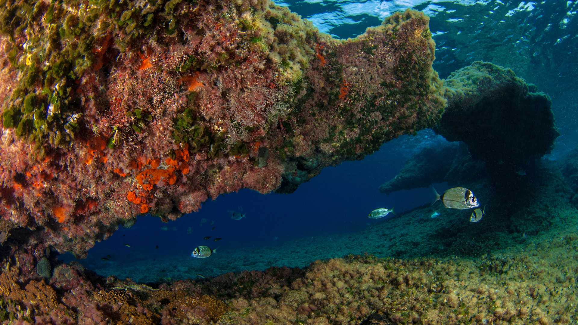 Buceo 4 Inmersiones Fin De Semana En Benidorm