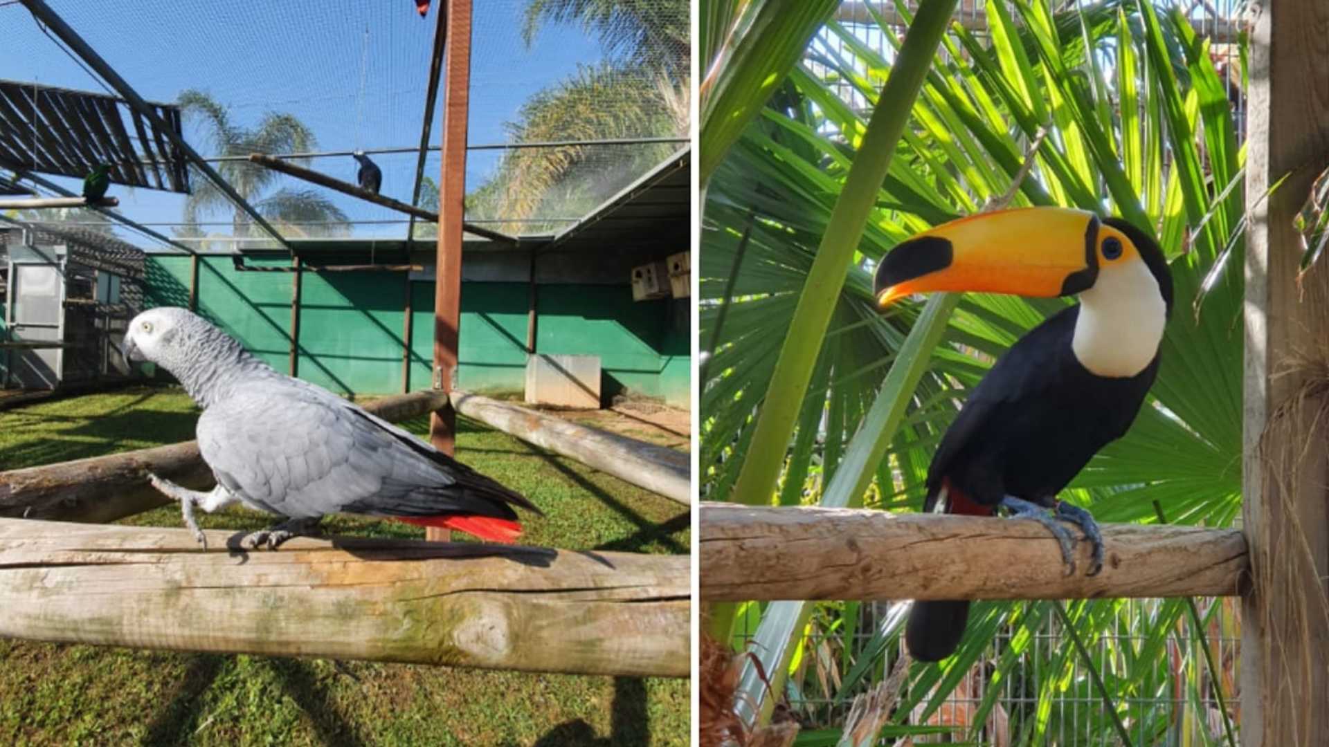 Jardin del papagayo benicarlo,