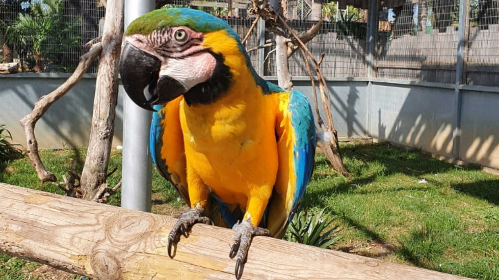 Jardín del papagayo