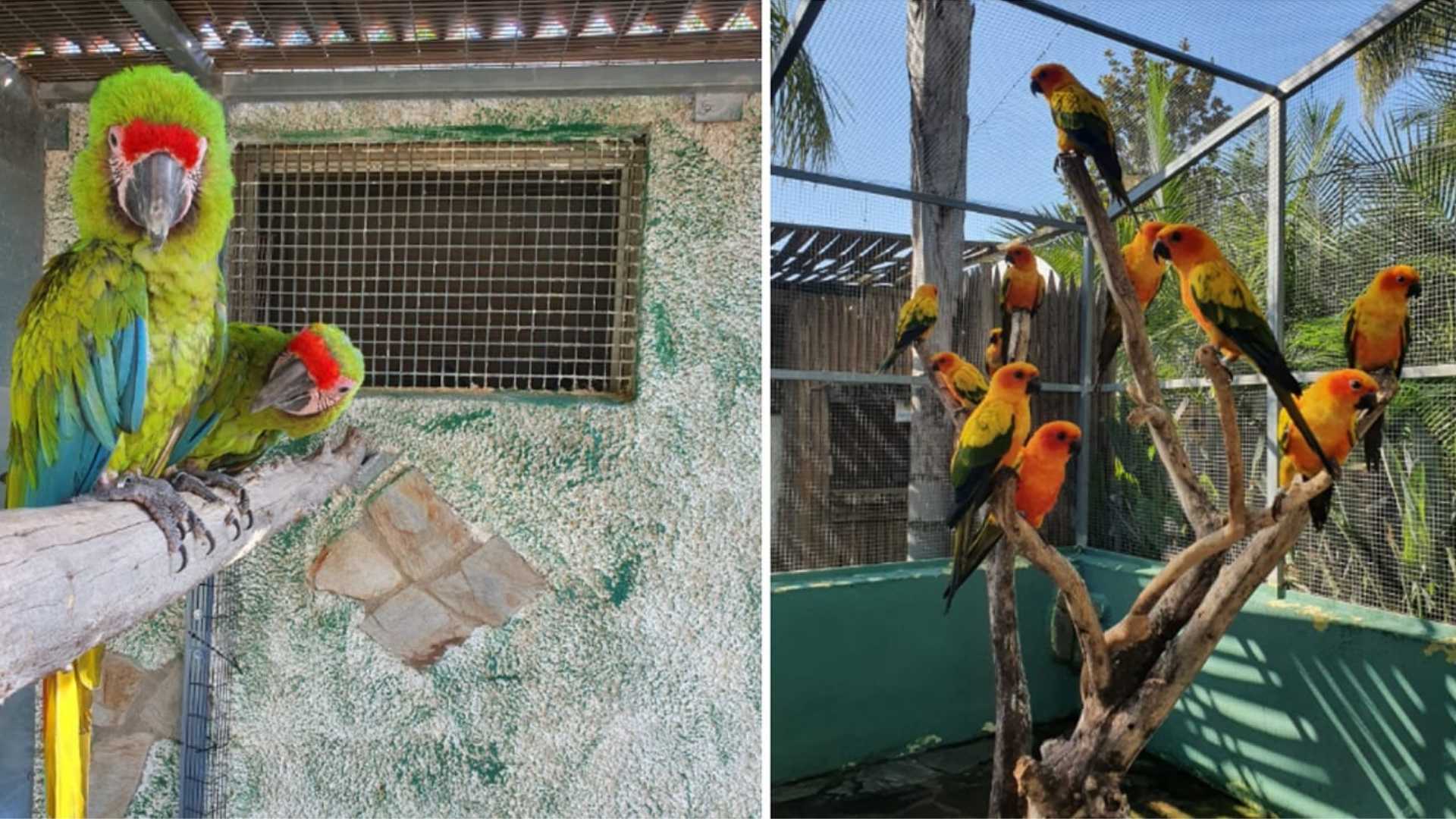 how to get to the parrot garden