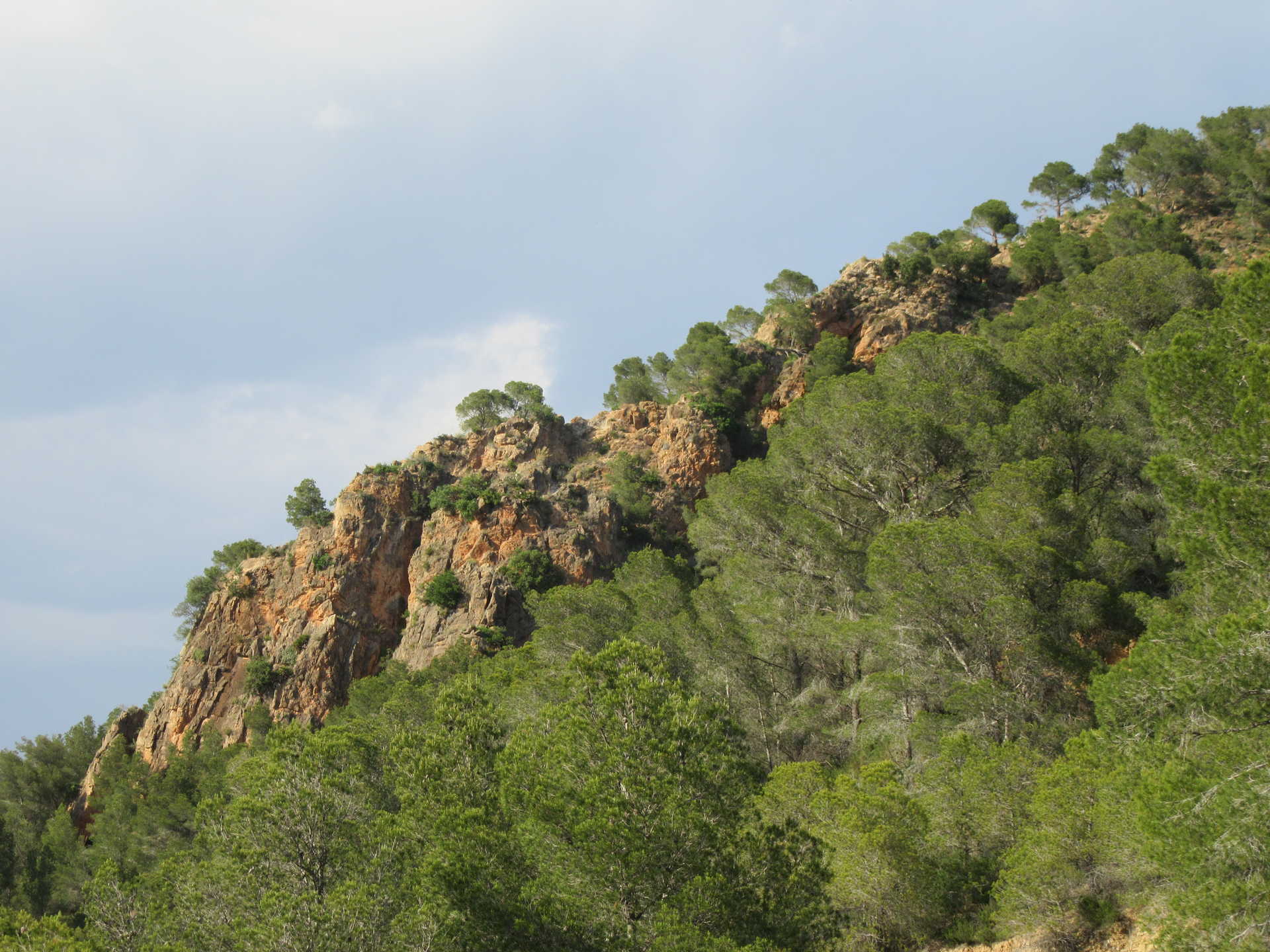 CALDERONA VIVA