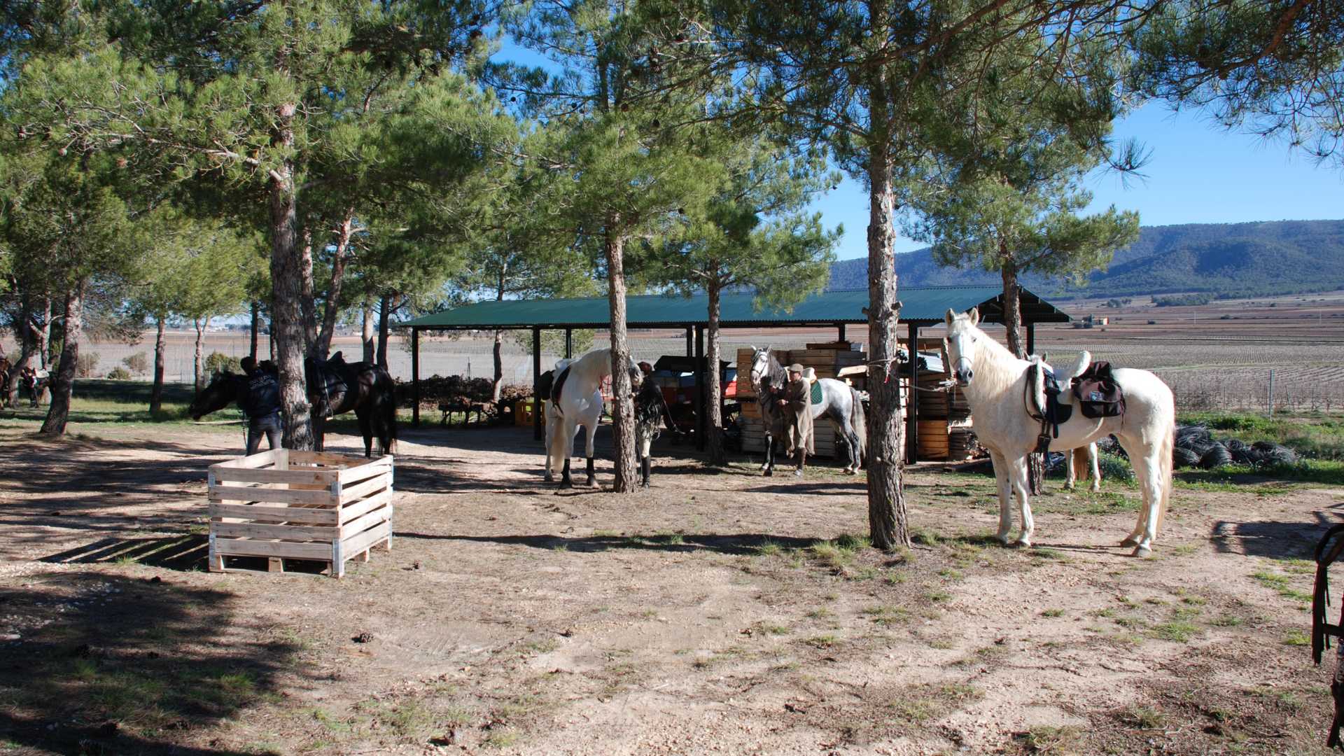 escoles d'equitacio en valencia