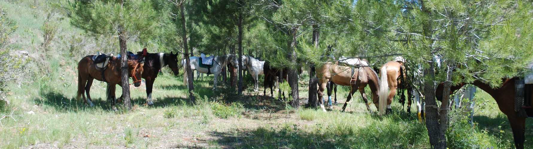 field and horse valencia
