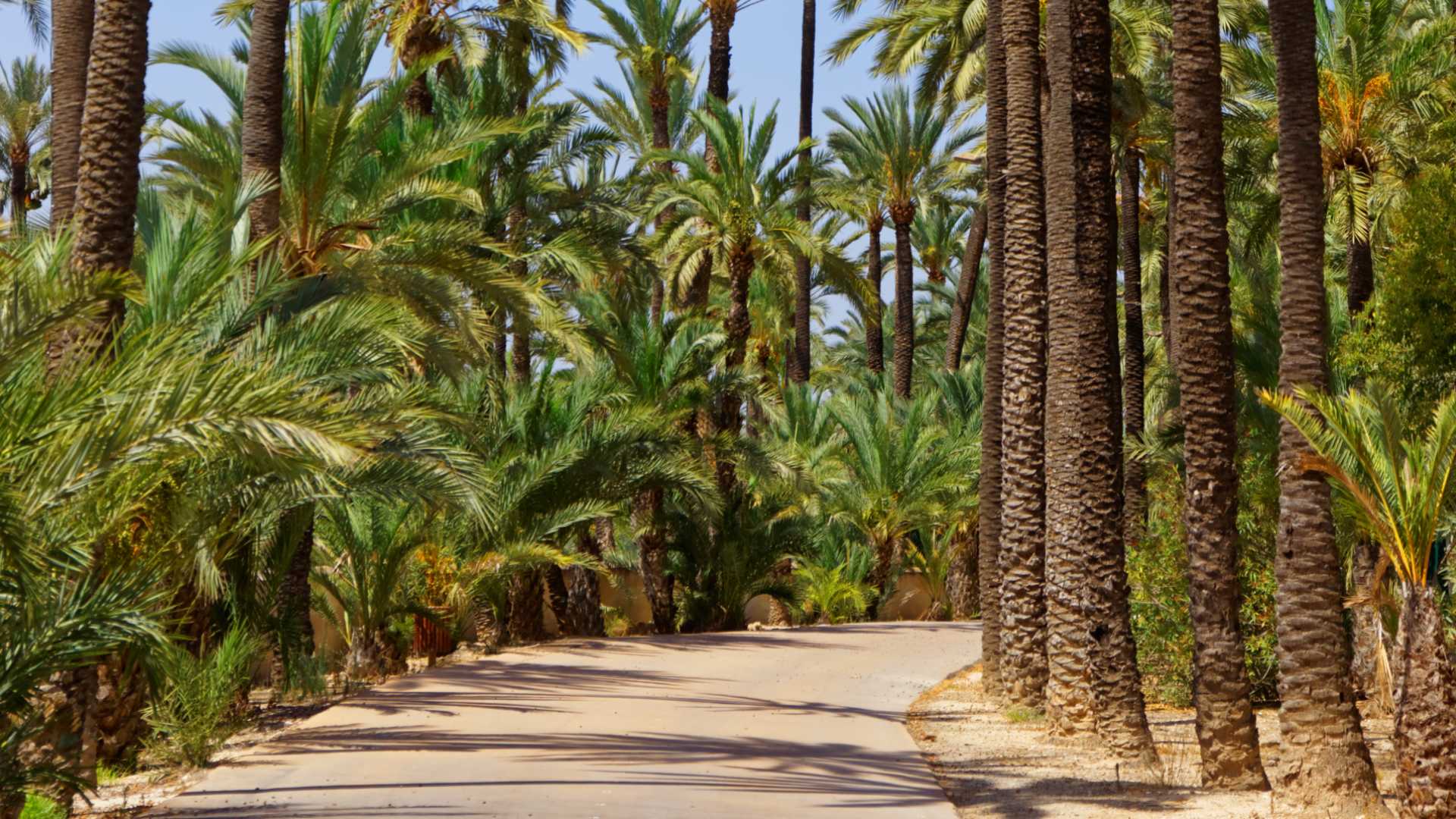 SENDERO DEL PALMERAL