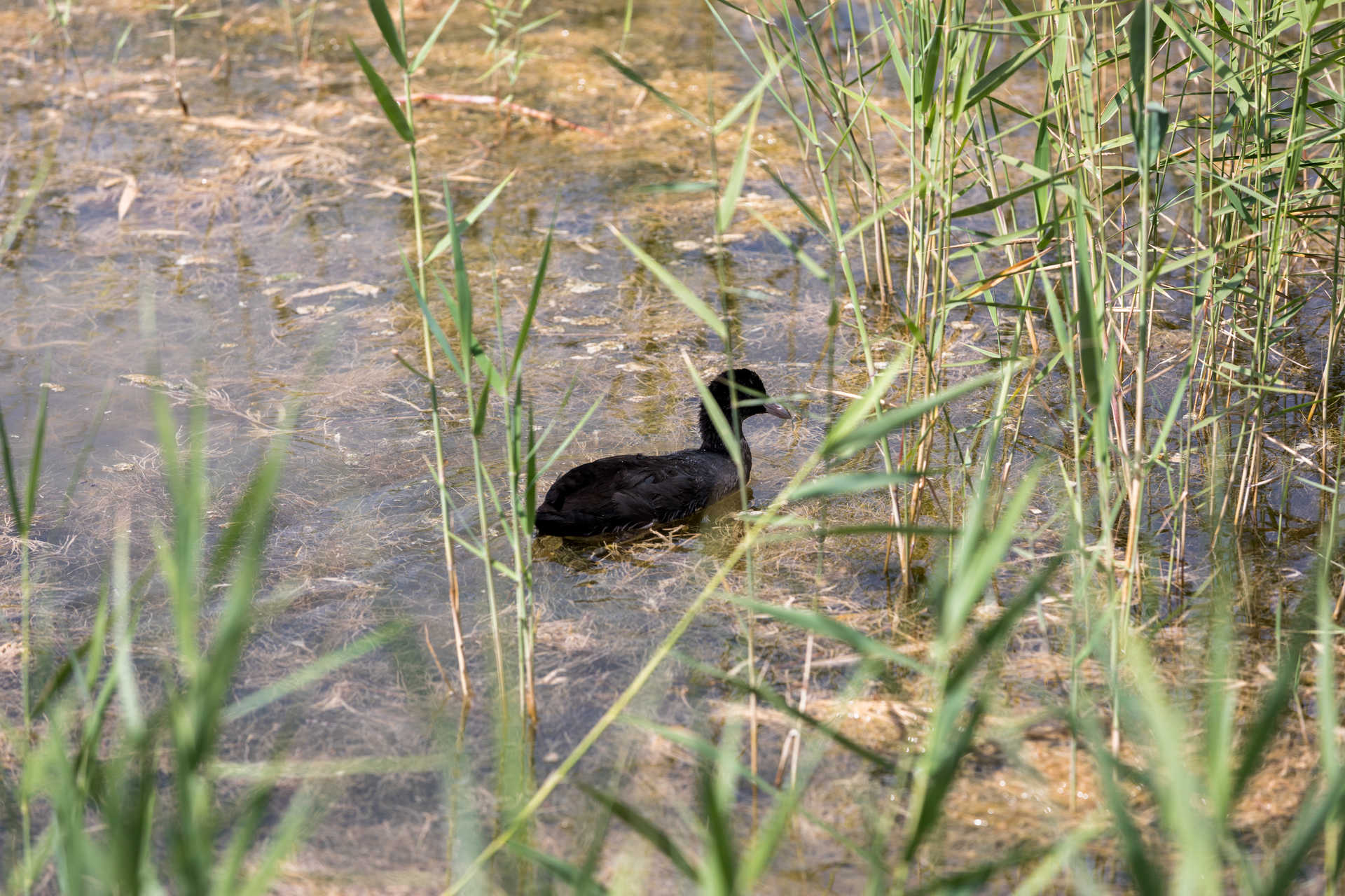 Parc Naturel El Hondo