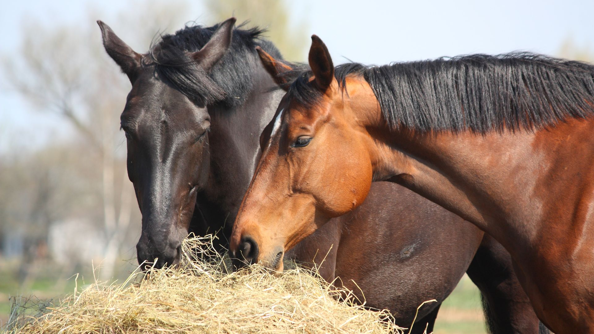 feria agrícola 2026