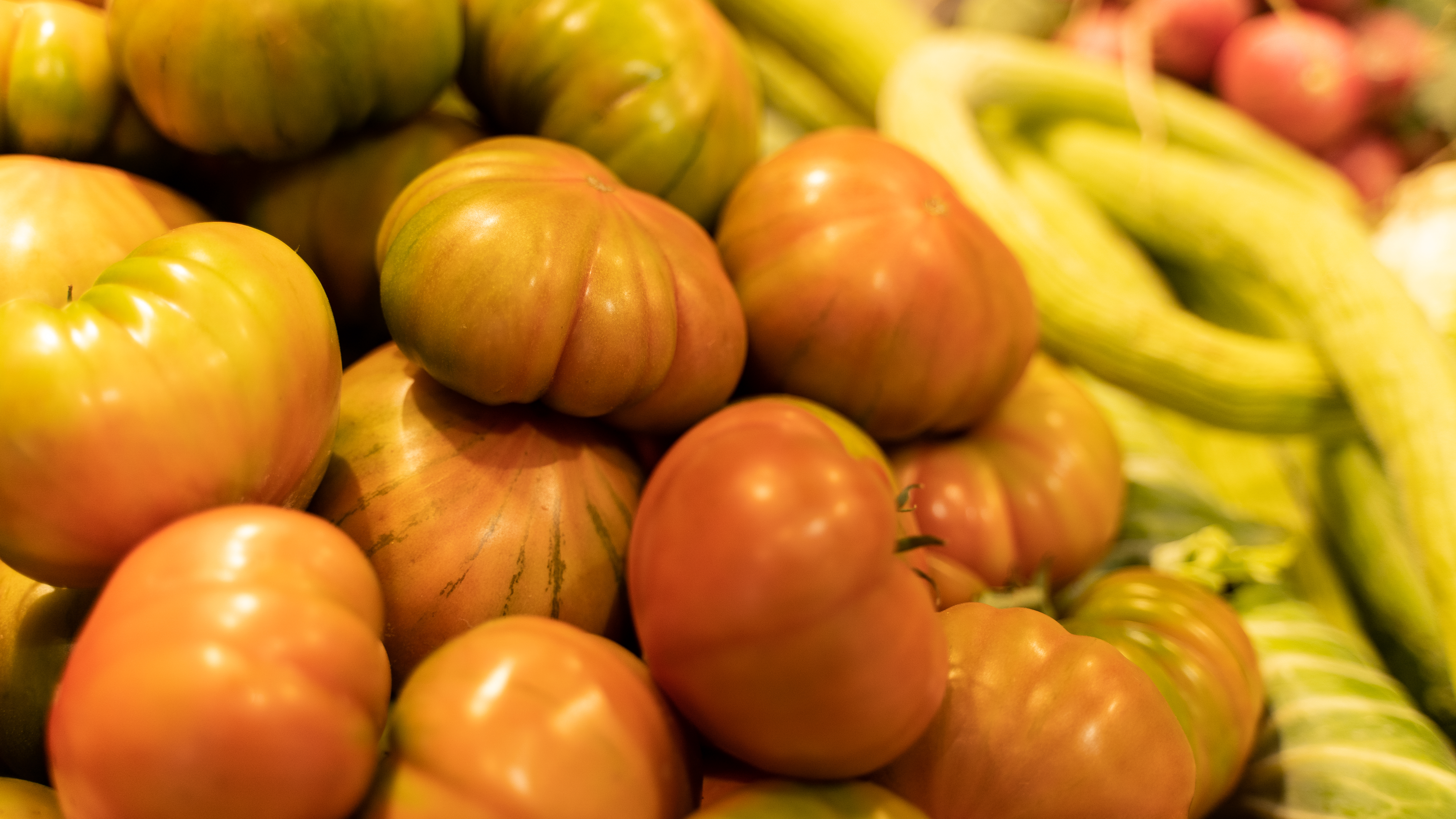 tomatenanbau in valencia,