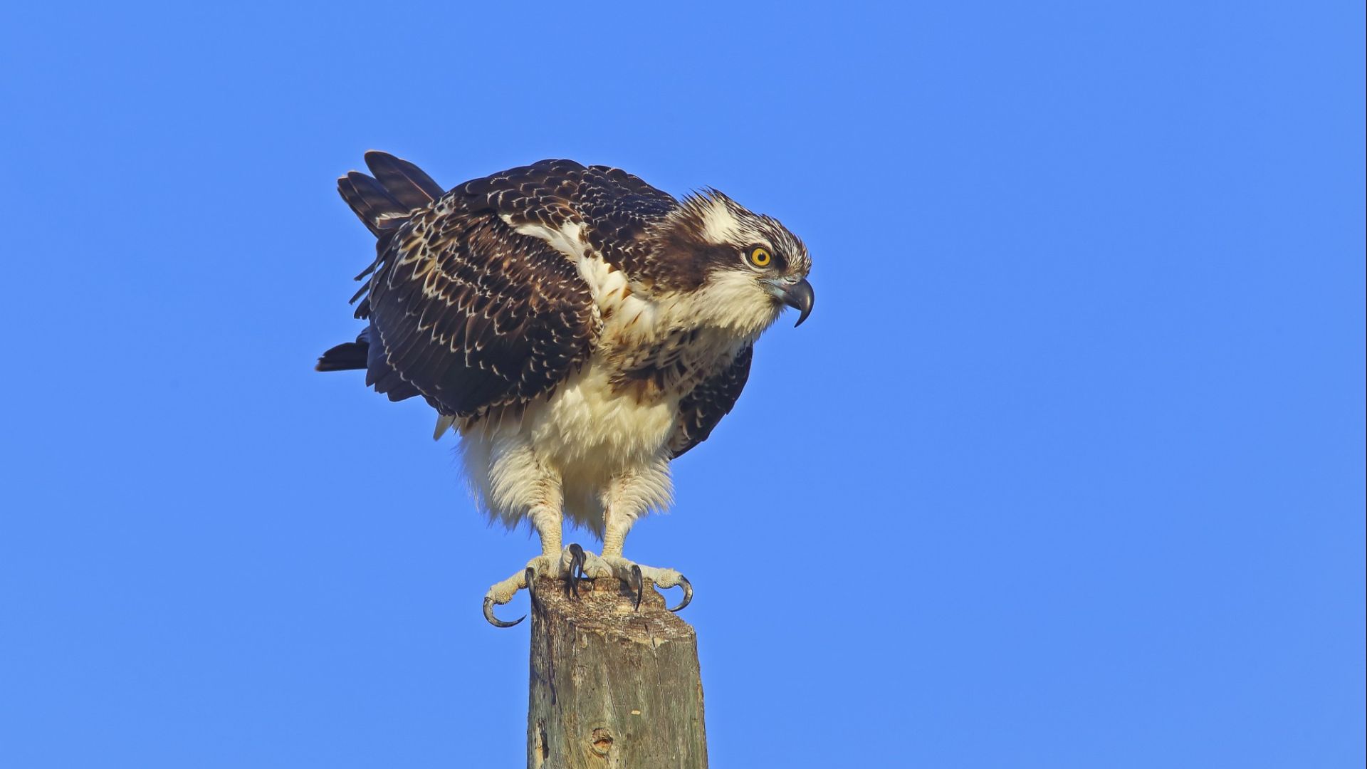  águila pescadora