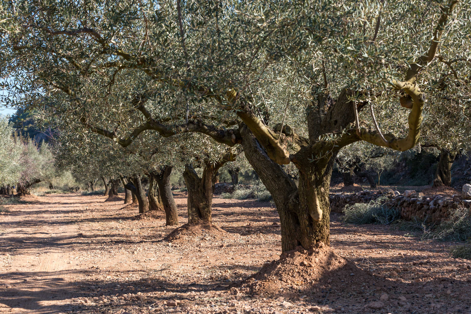 Aceitunas del olivo milenario