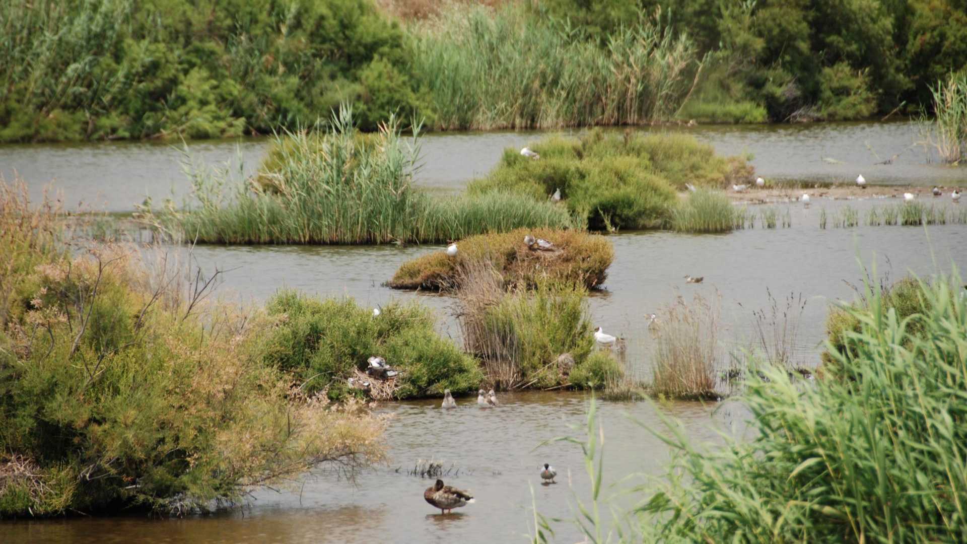 Sagunto Puçol Marjal dels Moros